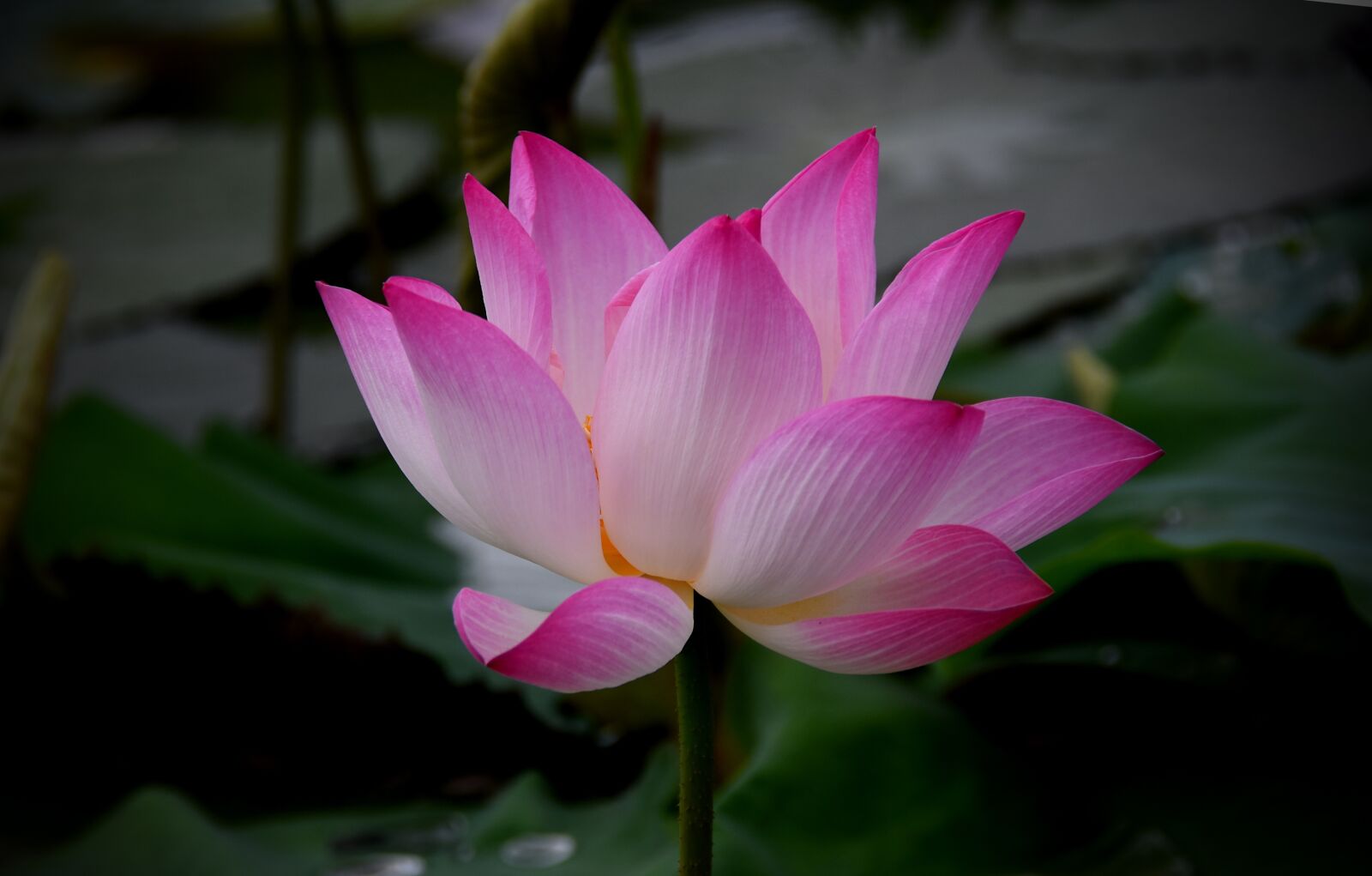 Nikon D7200 sample photo. Lotus flowers, red, nice photography