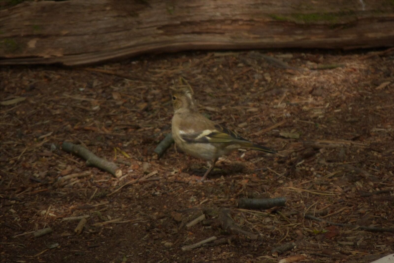 Panasonic Lumix DMC-FZ40 (Lumix DMC-FZ45) sample photo. Chaffinch, woodland, feeding photography