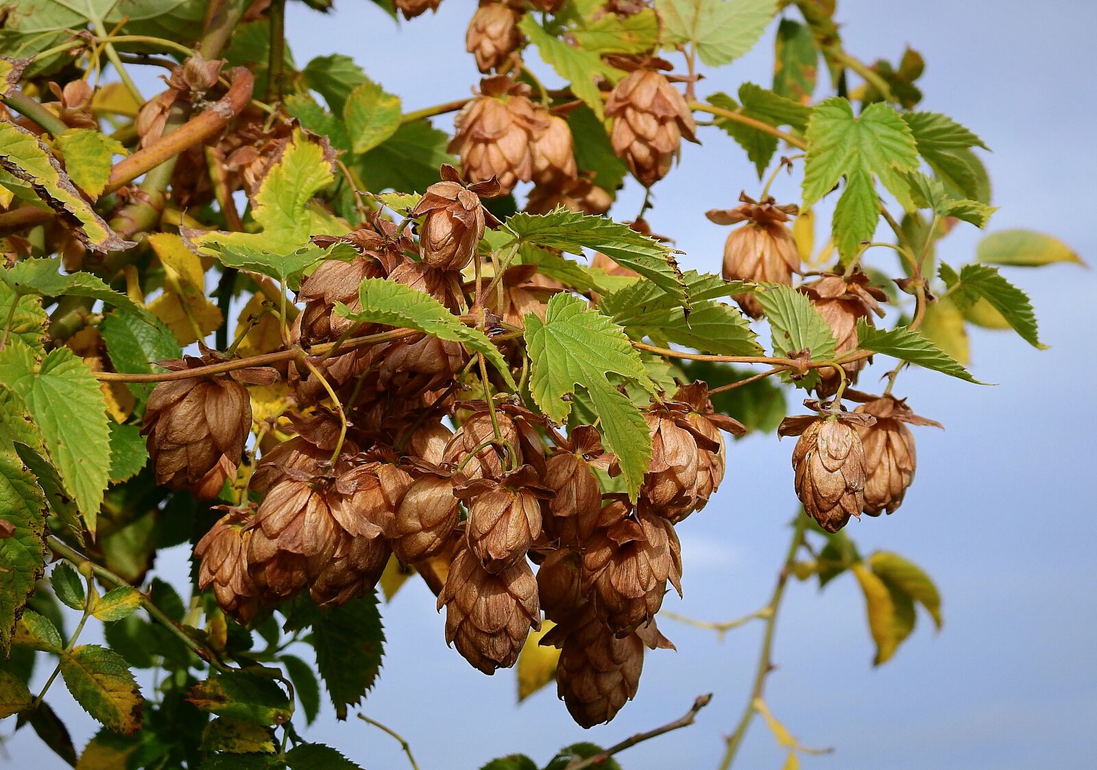 Nikon Coolpix P900 sample photo. Hop cones, plant, hop photography