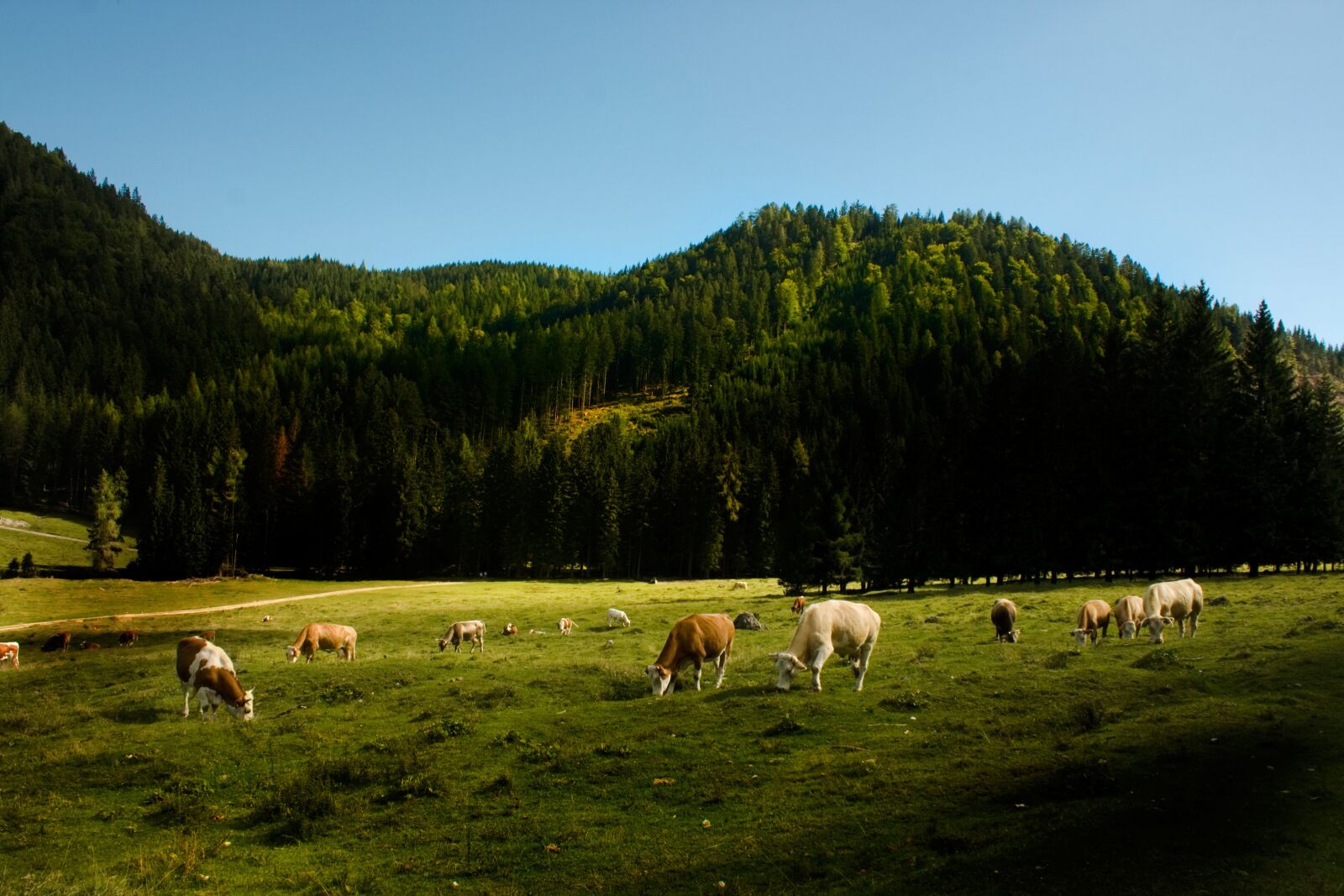 Canon EOS 400D (EOS Digital Rebel XTi / EOS Kiss Digital X) sample photo. Landscape, cows, agricultural photography