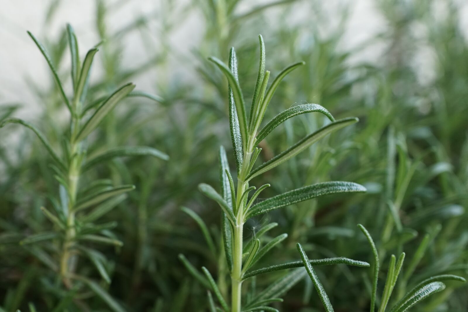 Sony ILCA-77M2 + Sony DT 16-50mm F2.8 SSM sample photo. Rosemary, herb, kitchen photography