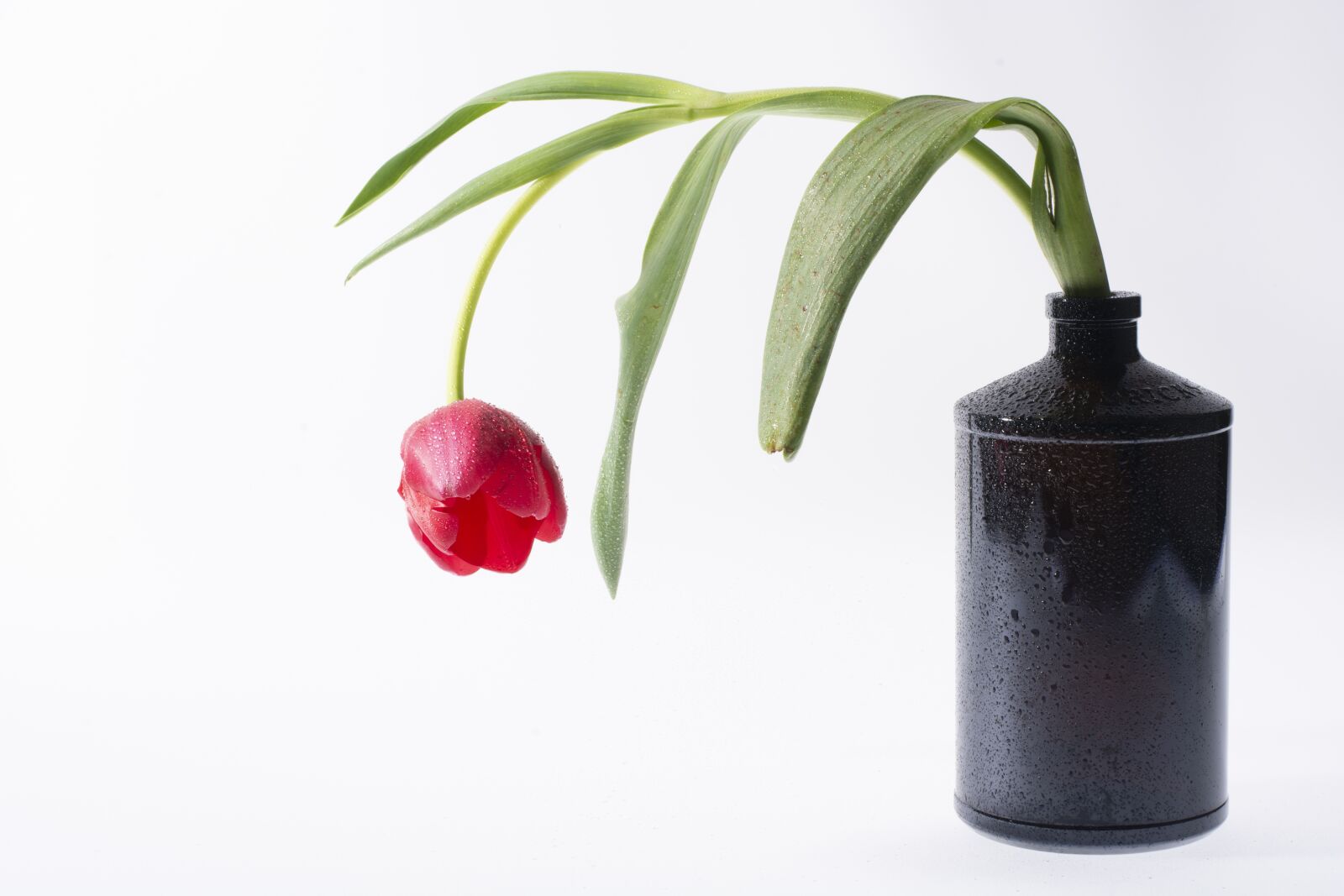 Nikon D7100 sample photo. Flower, tulip, bottle photography