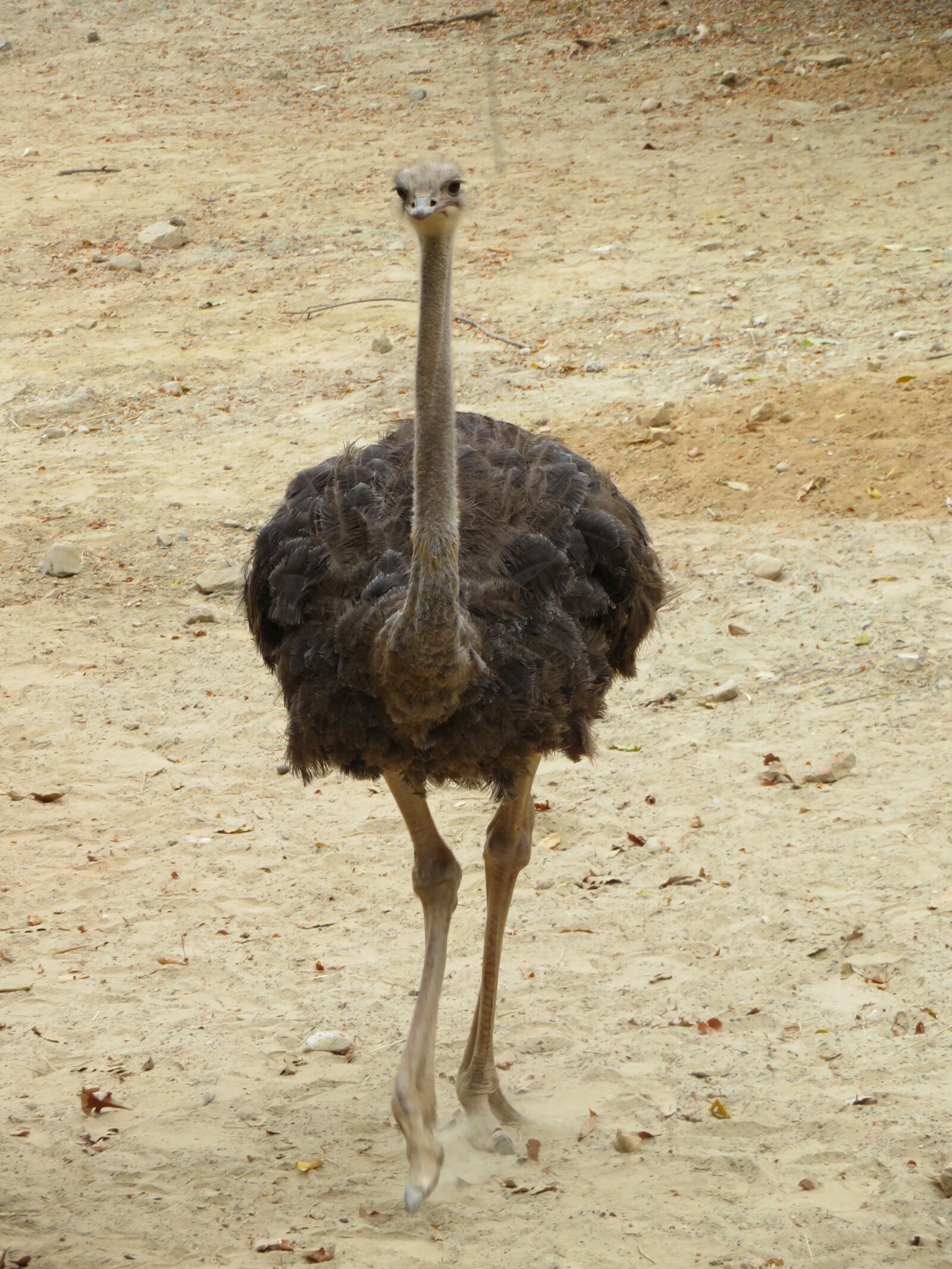 Canon PowerShot SX720 HS sample photo. Ostrich, bird, animal photography