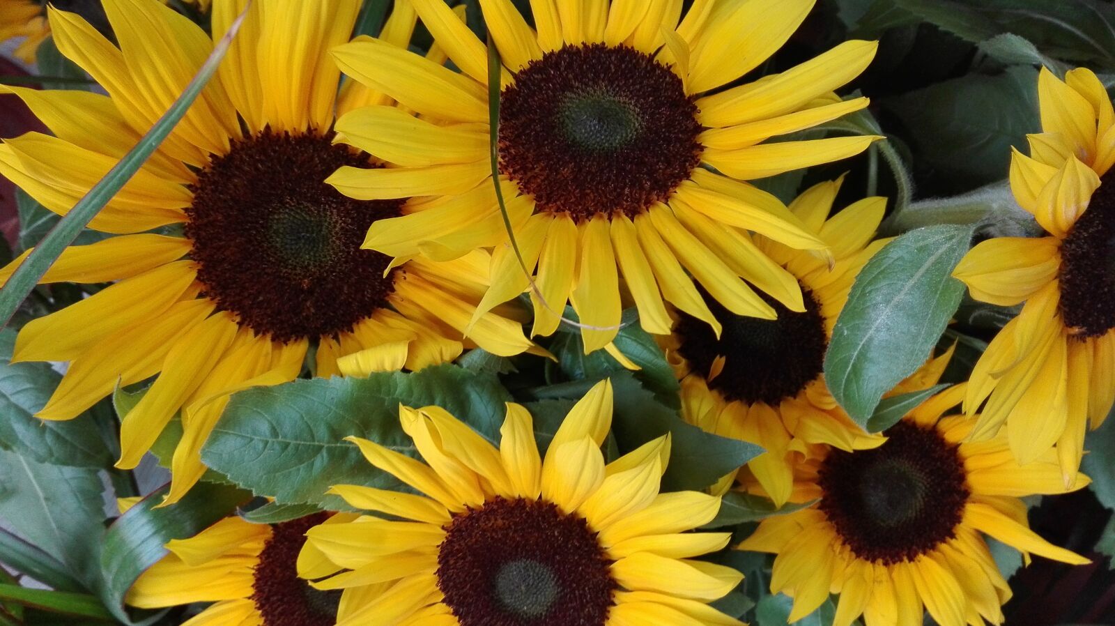 HUAWEI P8 Lite sample photo. Margaret, flowers, emotions photography