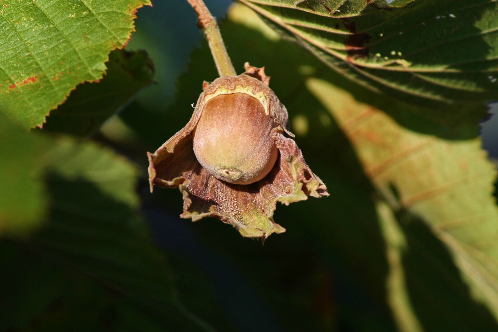 Canon EOS 1100D (EOS Rebel T3 / EOS Kiss X50) sample photo. Hazelnut, corylus avellana, hazel photography