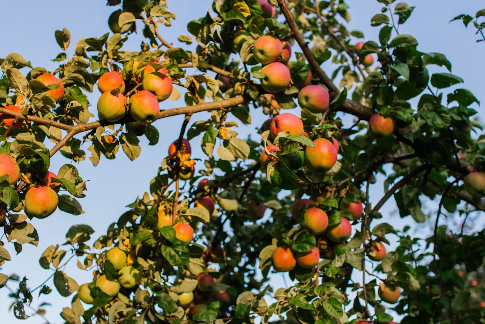 Canon EOS 60D sample photo. Apple tree, apples, garden photography