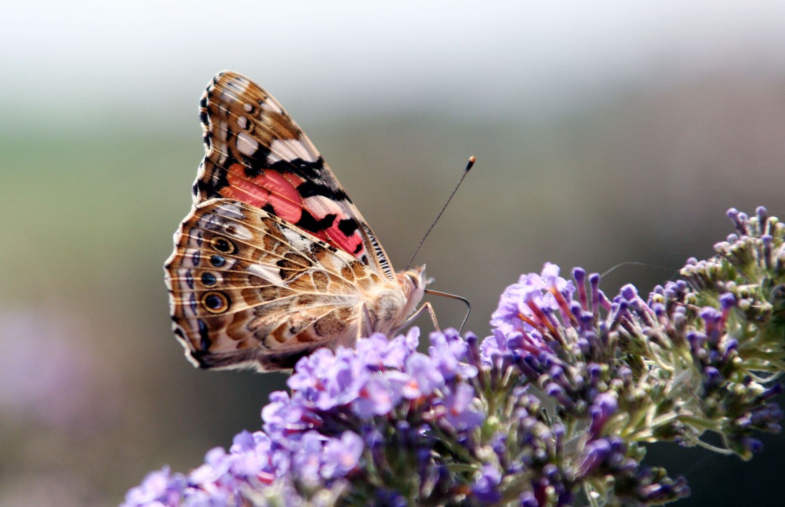 Canon EOS 350D (EOS Digital Rebel XT / EOS Kiss Digital N) sample photo. Butterfly, summer, color photography
