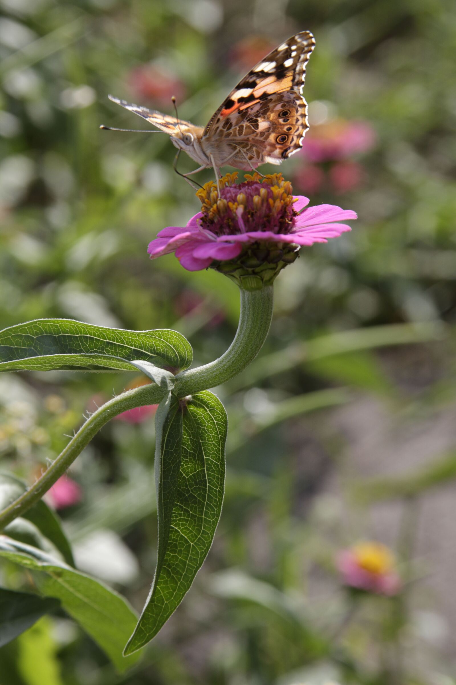 Canon EOS 50D sample photo. Flowers, butterfly, summer photography