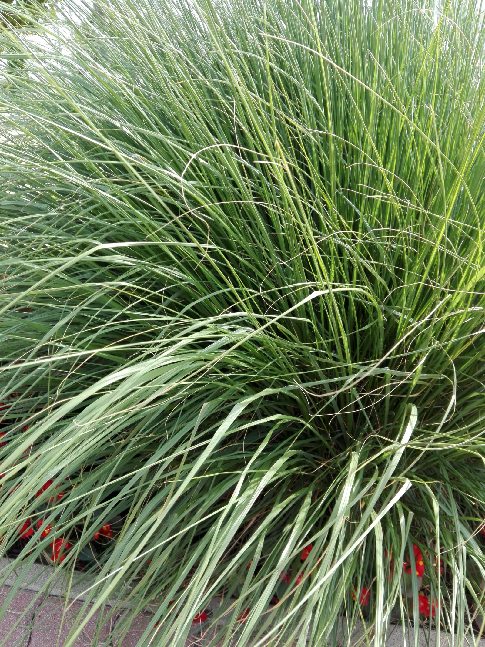 HUAWEI P8 Lite sample photo. Grass photography