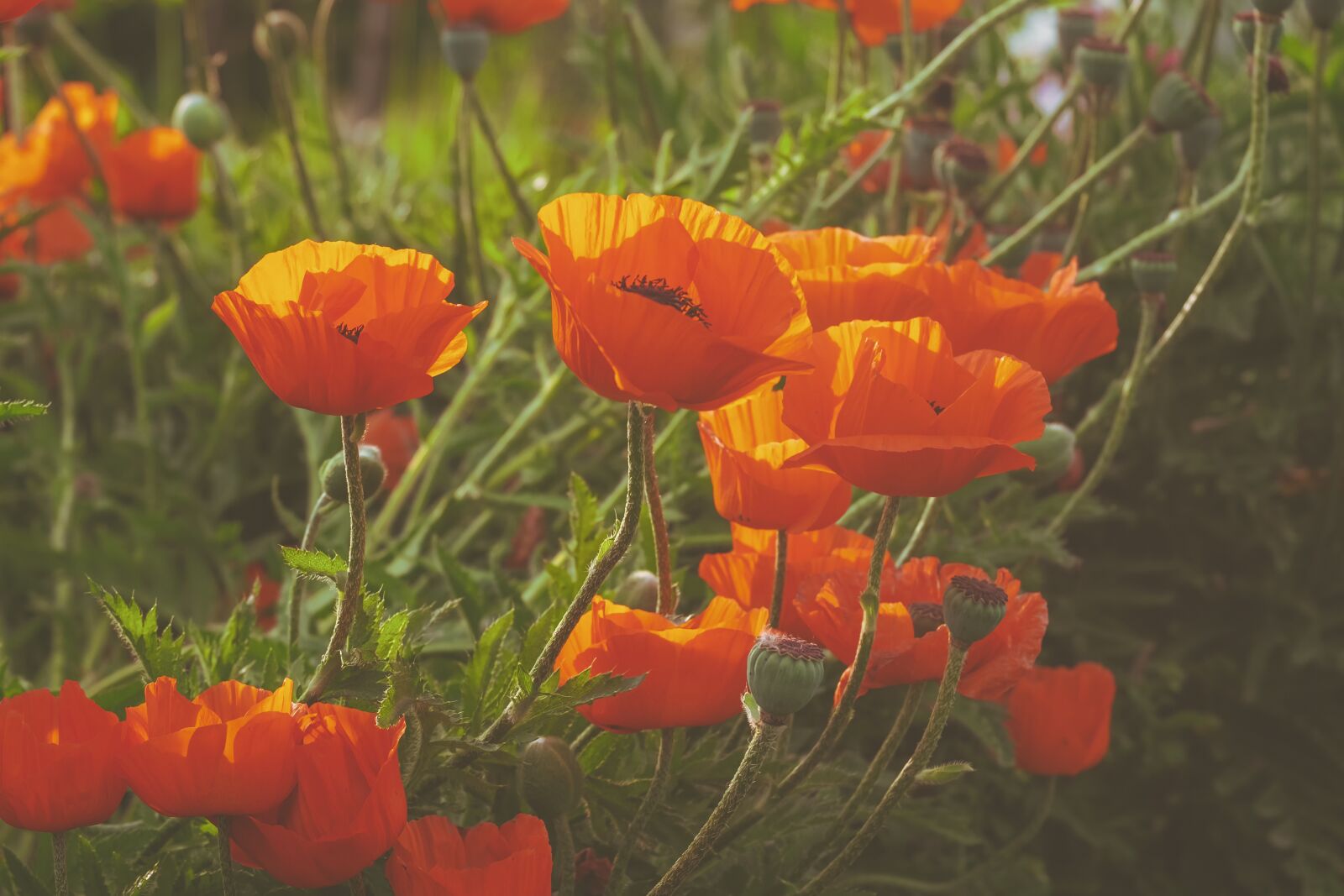 Fujifilm XF 55-200mm F3.5-4.8 R LM OIS sample photo. Meadow, poppy, poppies photography