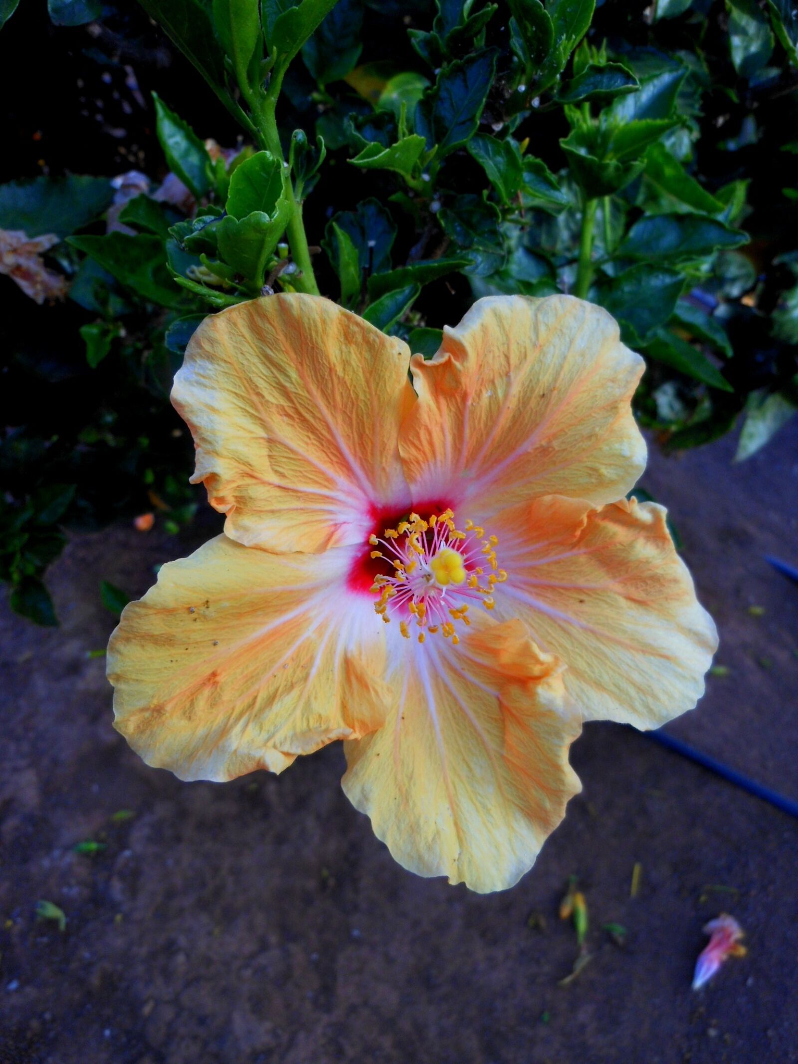 Nikon Coolpix S6100 sample photo. Flower, hibiscus, tenerife photography