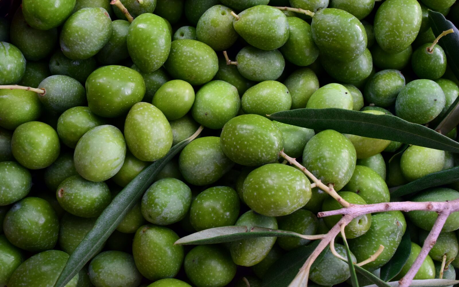 Nikon D3300 sample photo. Olives, green, ripe photography