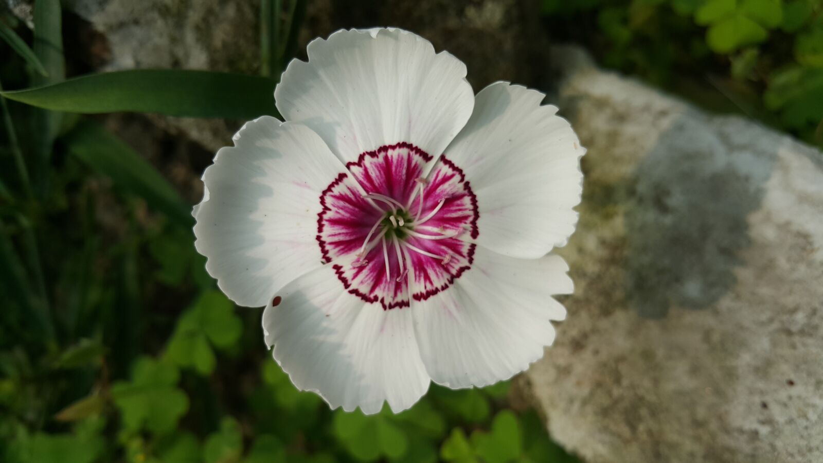 Samsung Galaxy Note4 sample photo. Flower, spring, garden photography