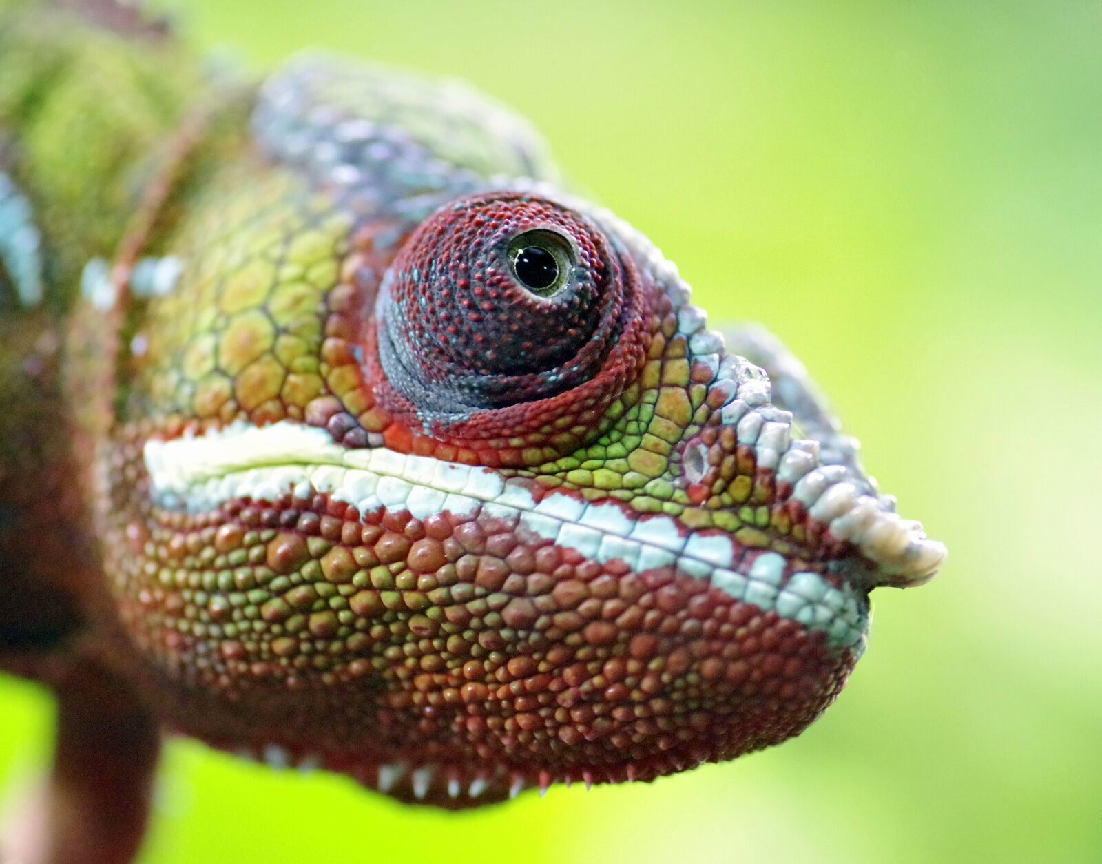 Pentax K-S2 sample photo. Chameleon, gad, the lizard photography