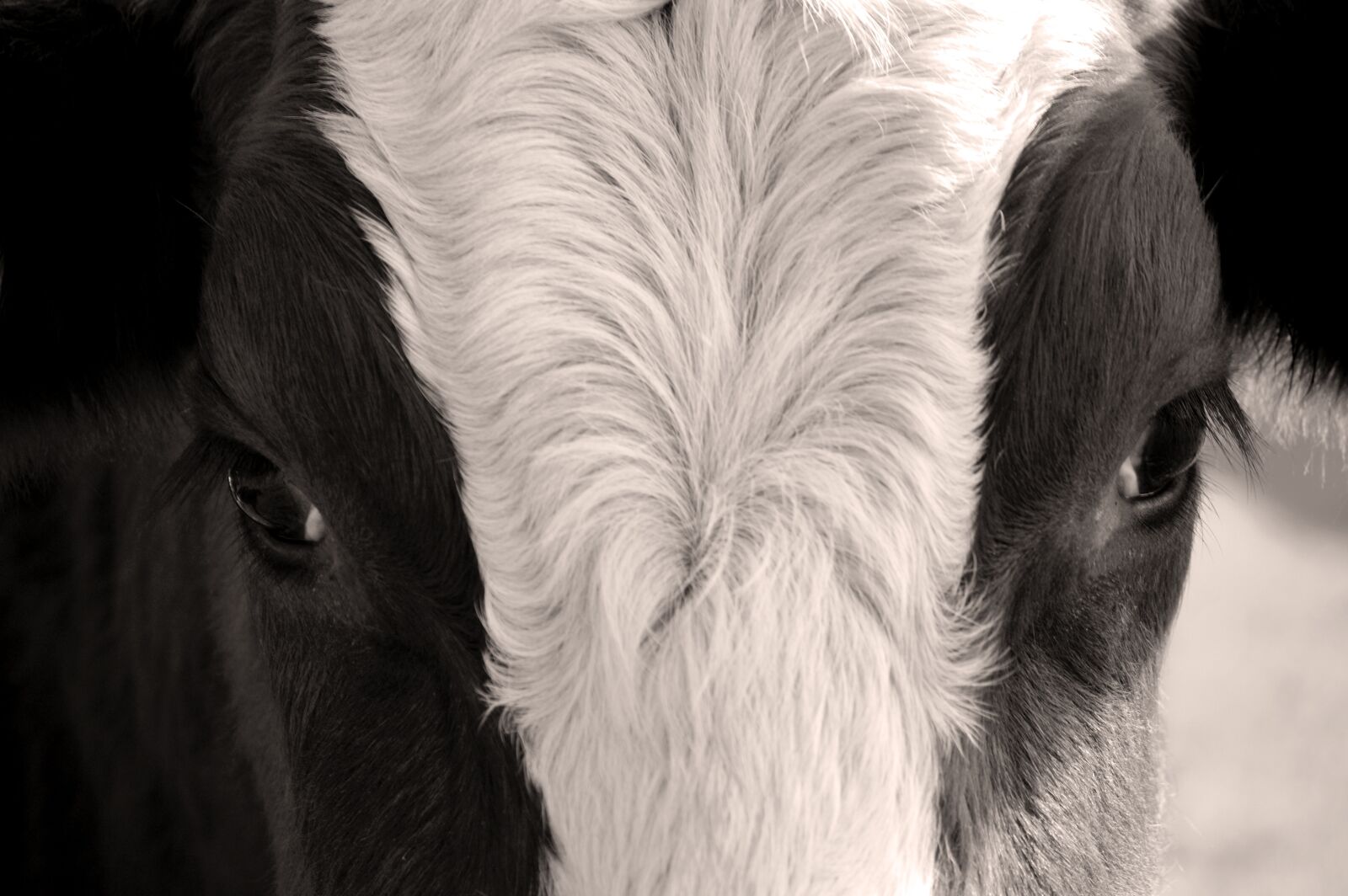 Nikon D3200 sample photo. Cow, eyes, forehead photography