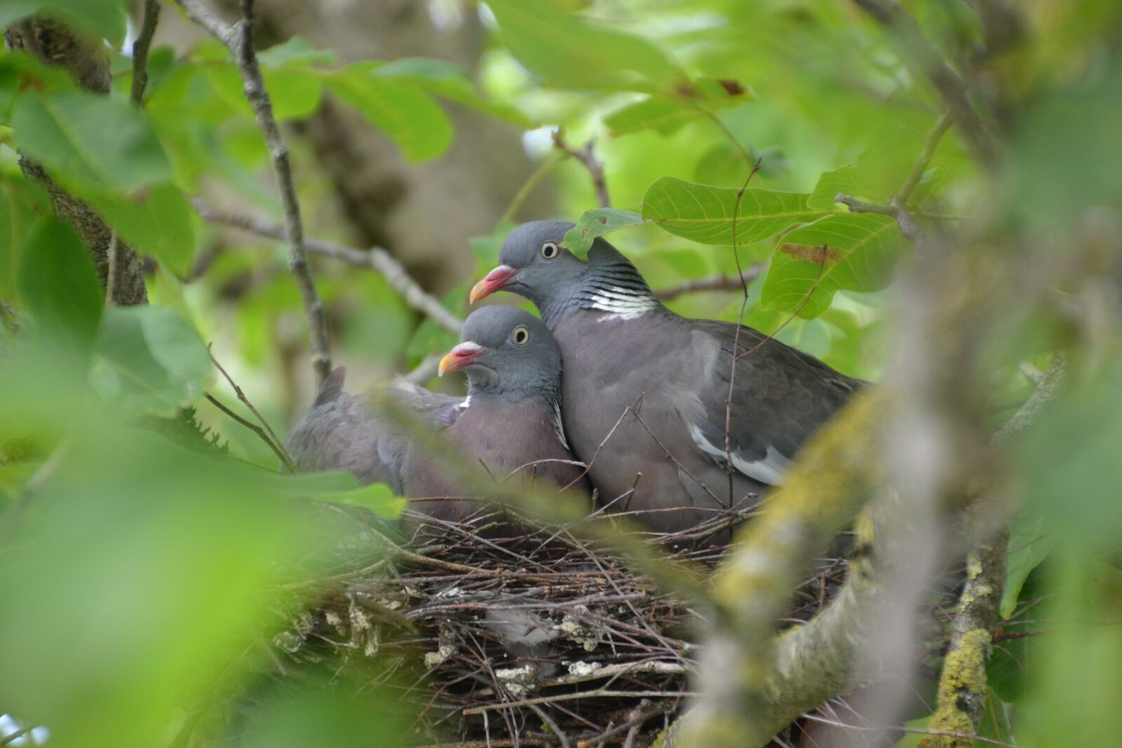Nikon D3100 sample photo. Dove, nest, bird photography