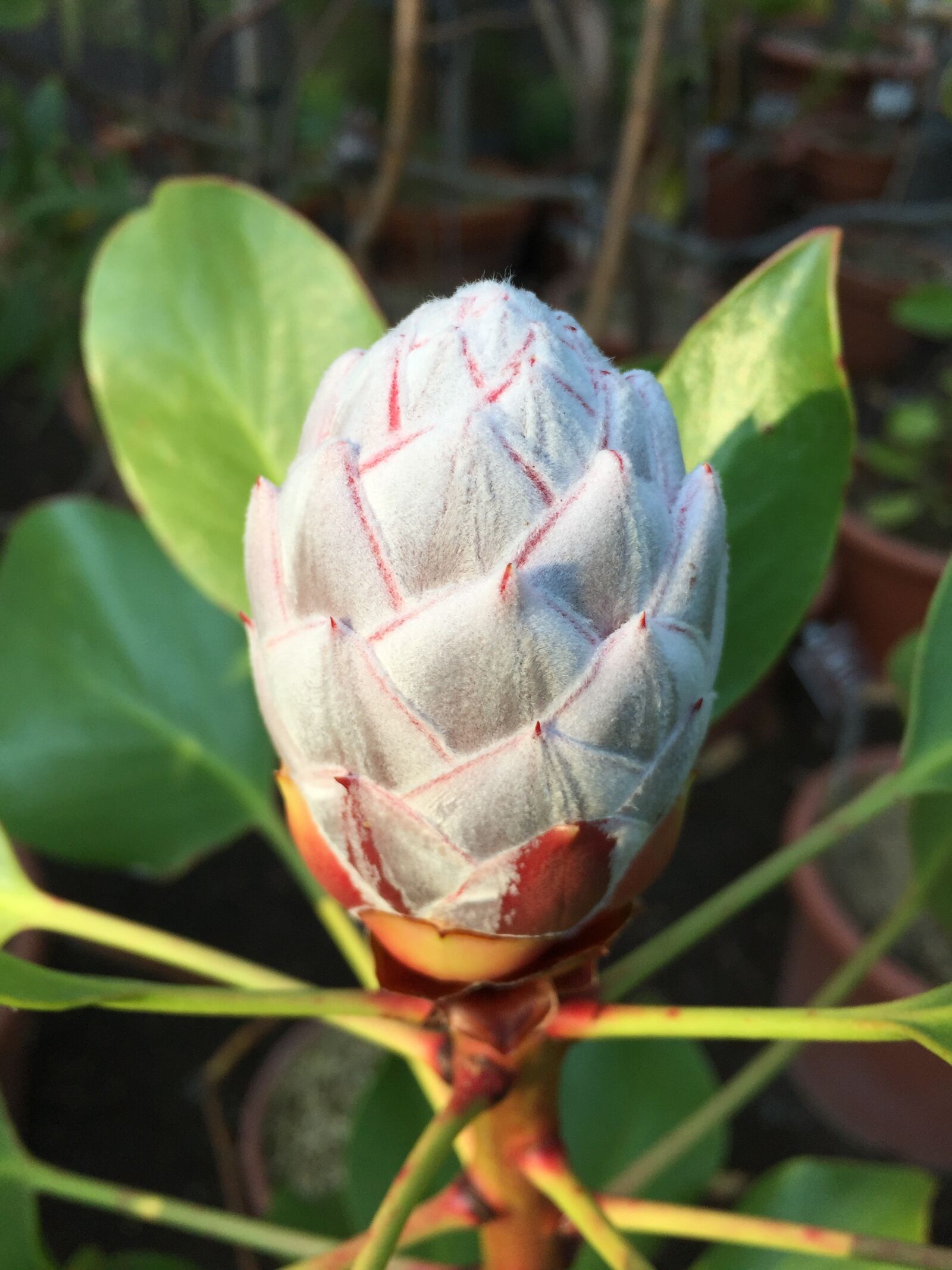 Apple iPhone 6 sample photo. Protea cynaroides, south africa photography
