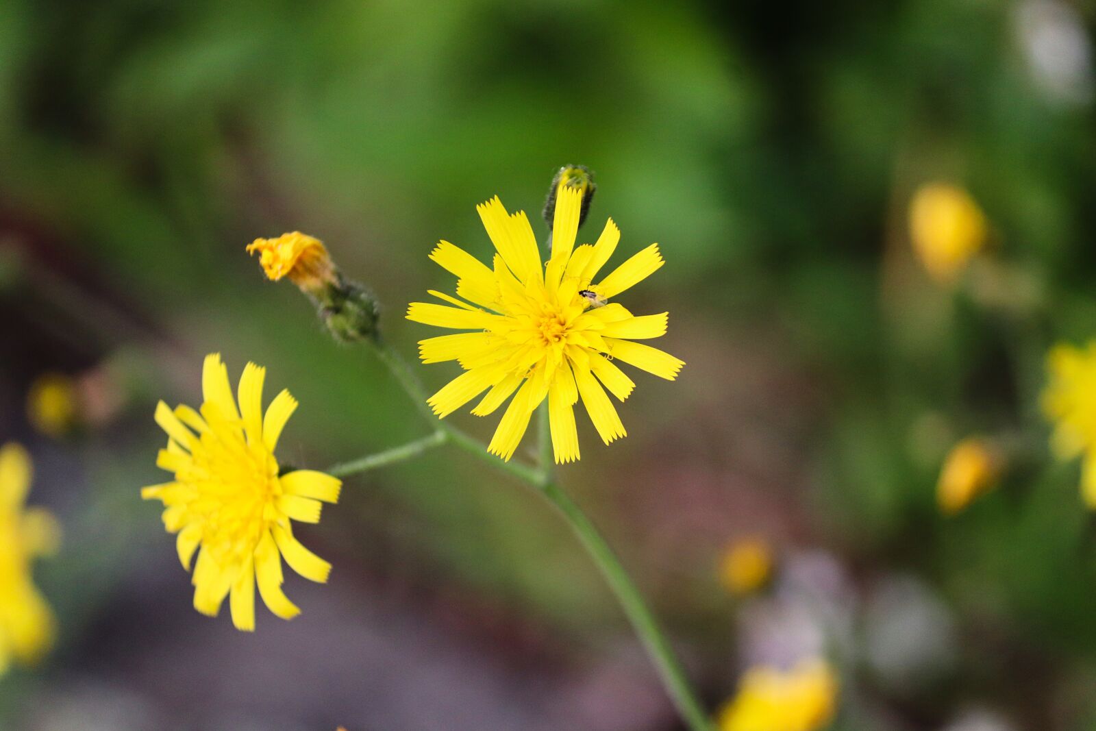 Canon EOS 200D (EOS Rebel SL2 / EOS Kiss X9) sample photo. Hawkweed, flowers, yellow photography