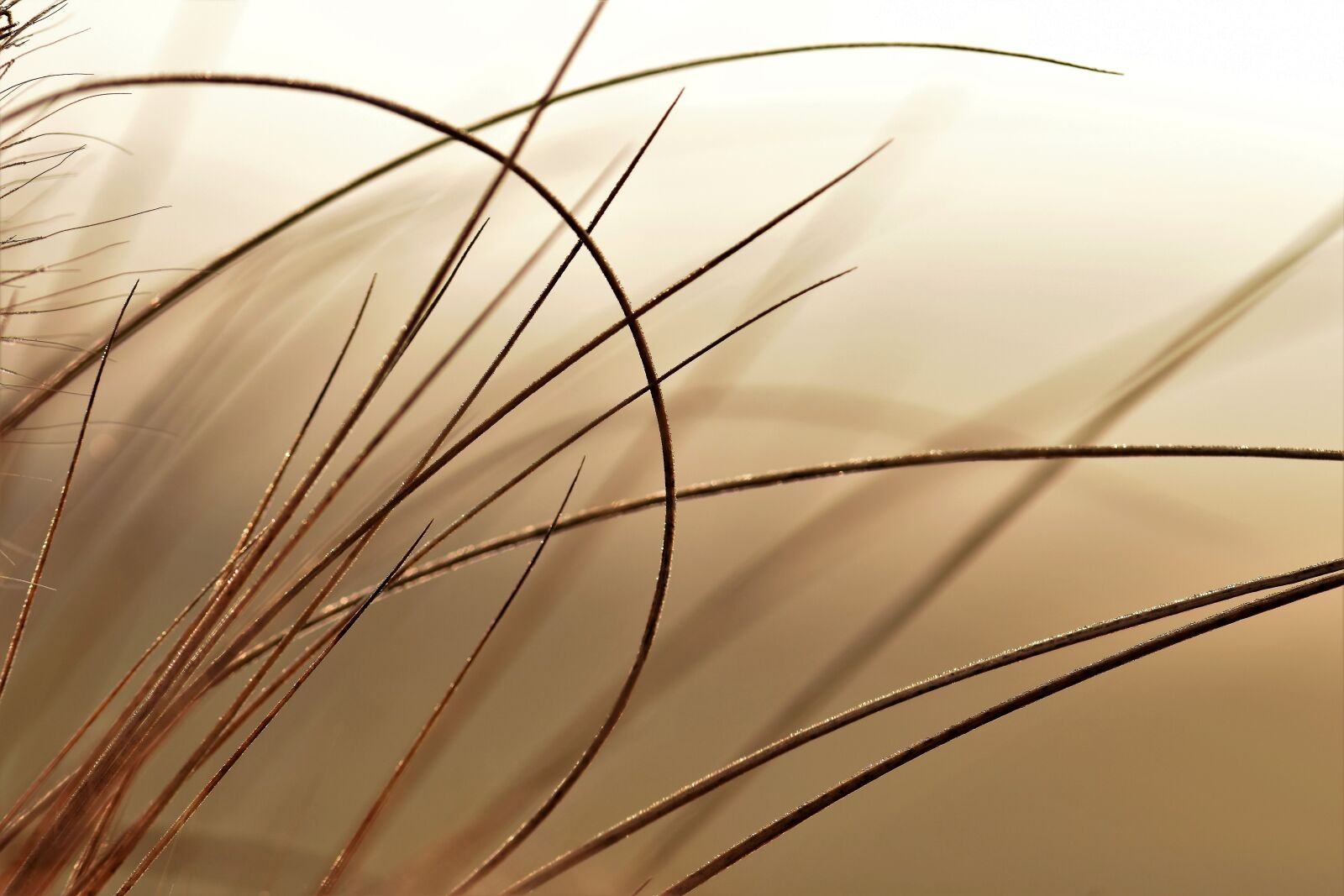 Nikon D5500 sample photo. Grass, meadow, backlighting photography
