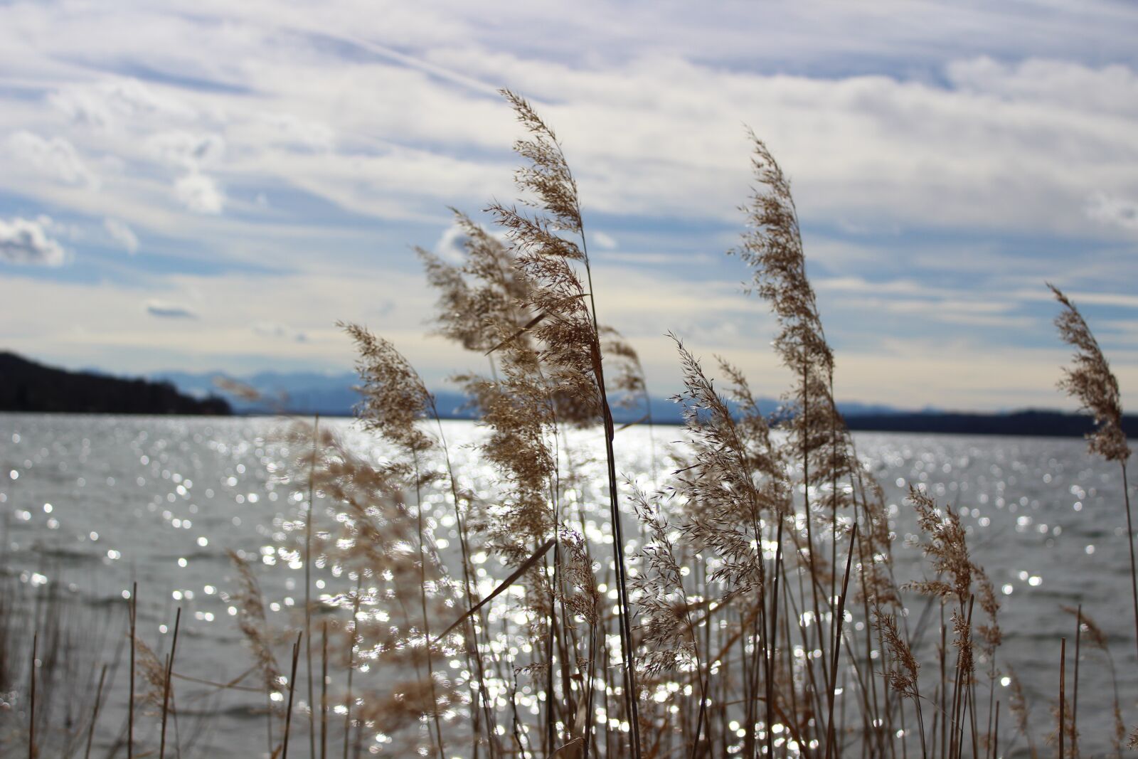 Canon EOS 1300D (EOS Rebel T6 / EOS Kiss X80) sample photo. Lake, brine, reed photography