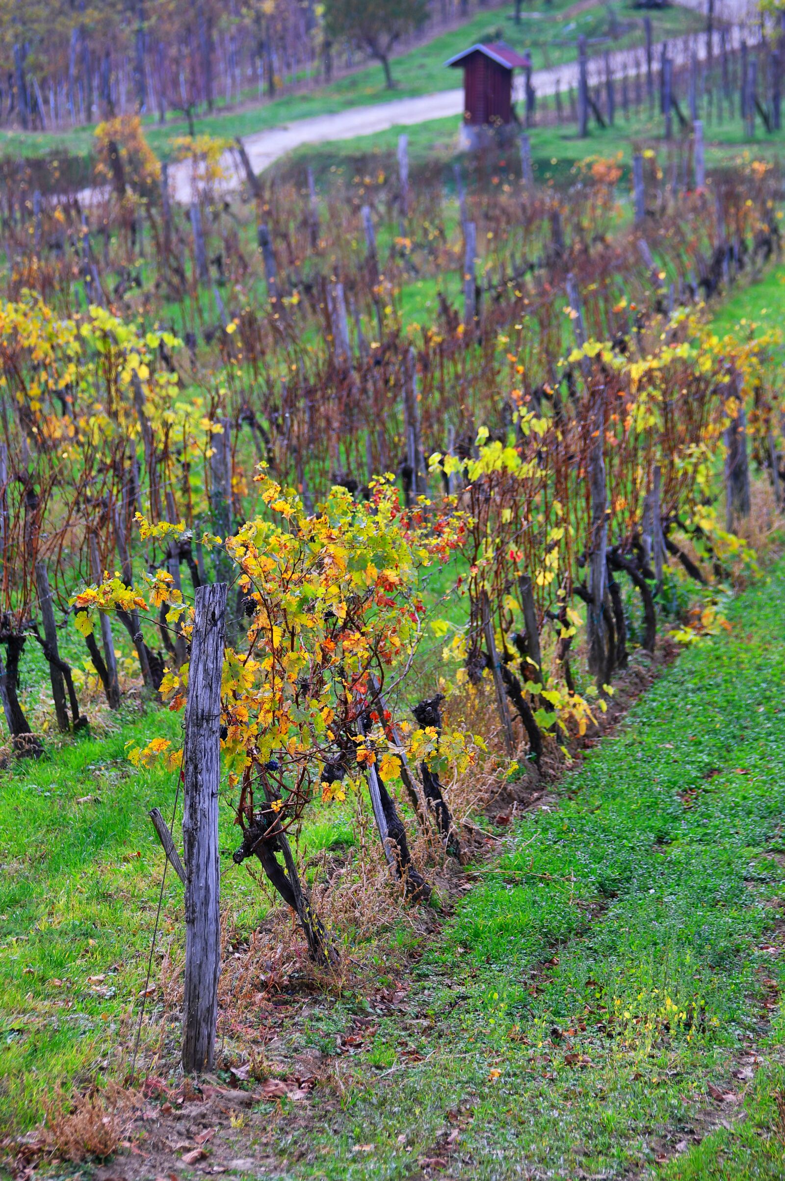 Nikon D3200 sample photo. Autumn, autumn landscape, autumn photography