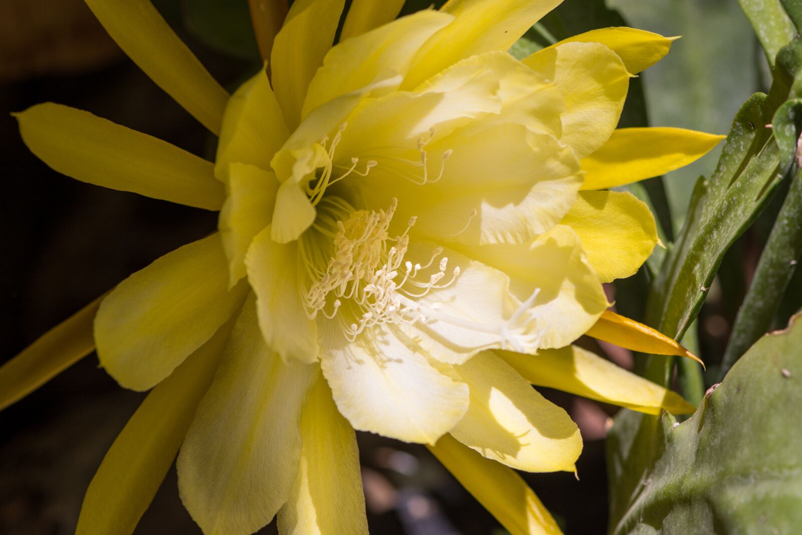 Nikon D7100 sample photo. Leaf cactus, schuster cactus photography