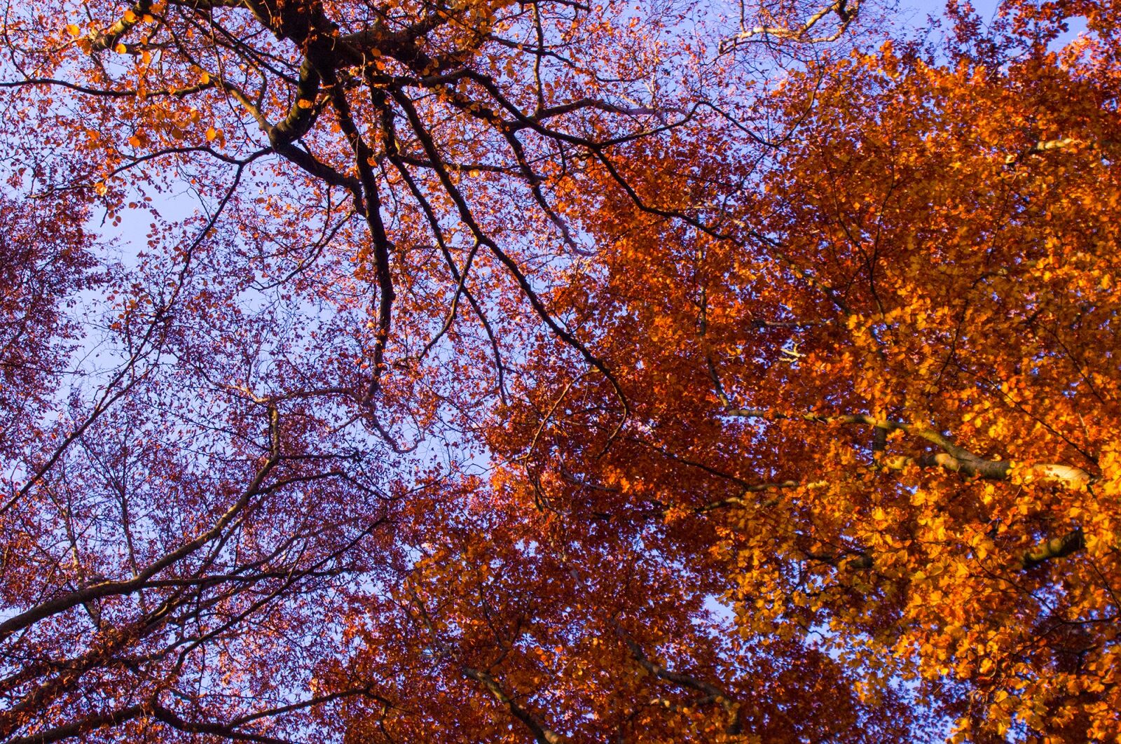 24mm F2.8 sample photo. Autumn, tree, leaves photography