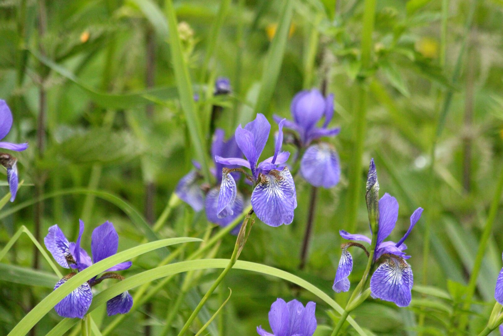 Canon EF 70-300mm F4-5.6 IS USM sample photo. Irises, wild irises, flowers photography