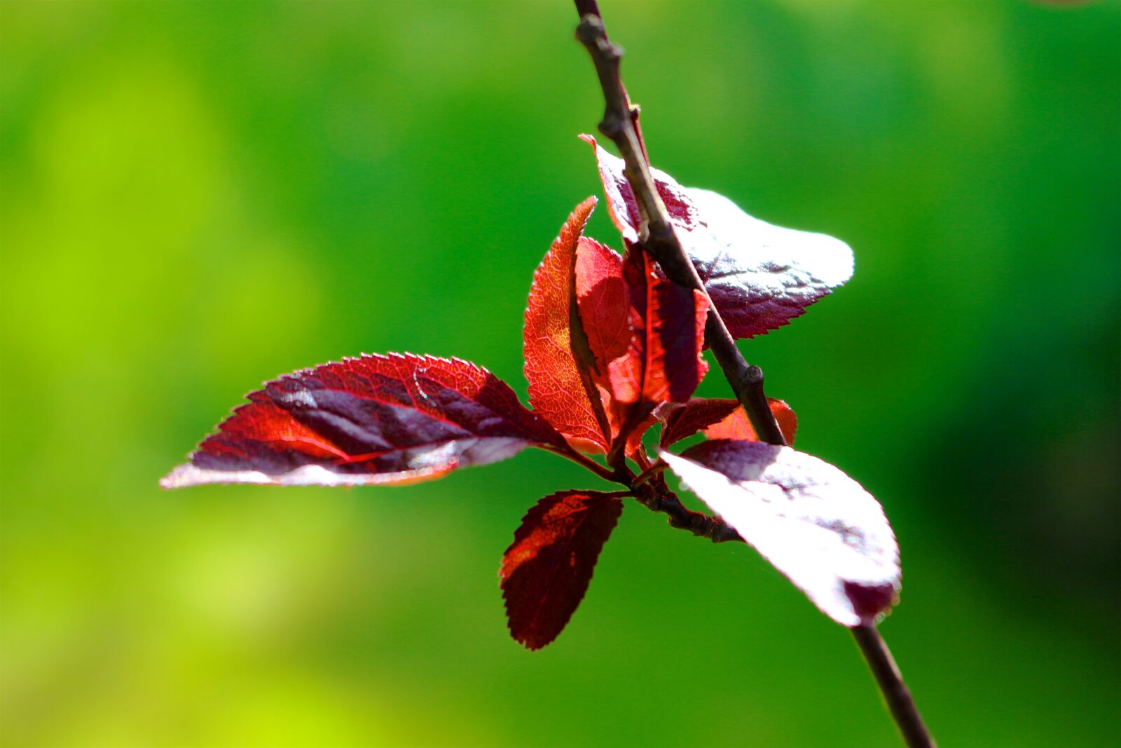 Canon EOS 700D (EOS Rebel T5i / EOS Kiss X7i) sample photo. Nature, leaf, flower photography