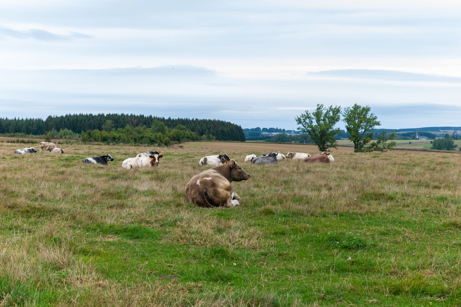 Summicron-M 50mm f/2 (IV, V) sample photo. Cows, landscape, trees photography
