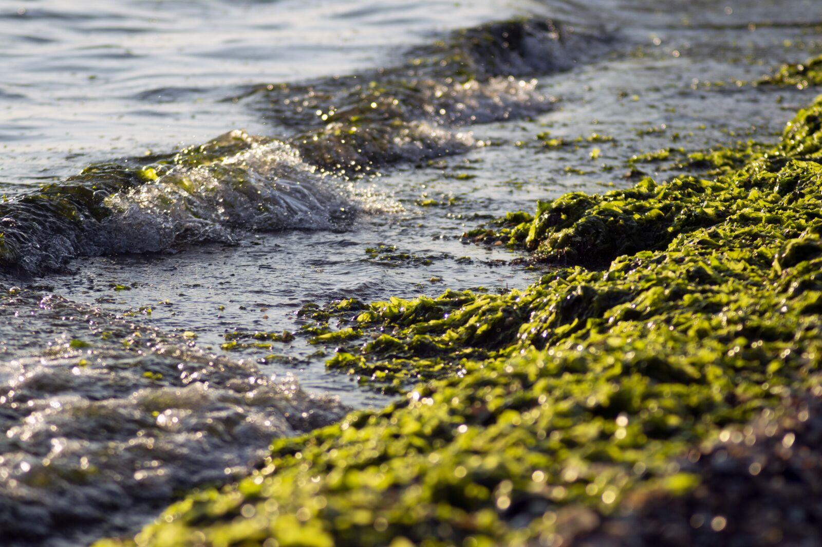 Nikon D3200 sample photo. Sea, algae, wave photography