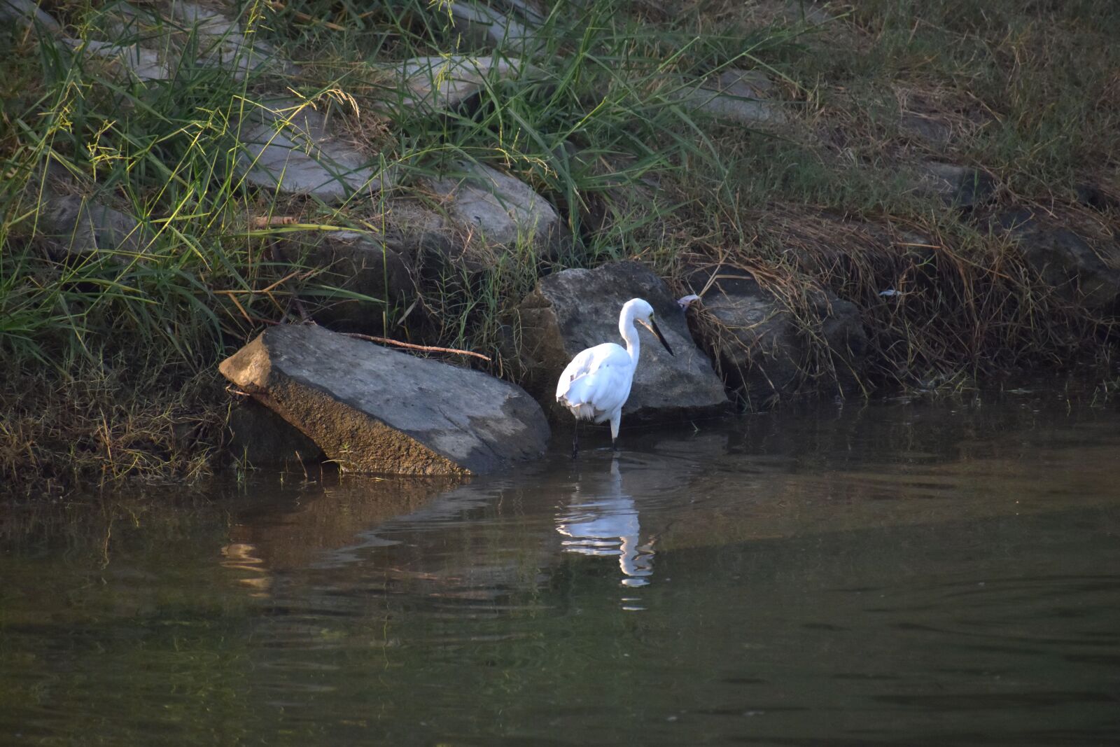 Nikon D5600 sample photo. White crane, fishing, aquatic photography