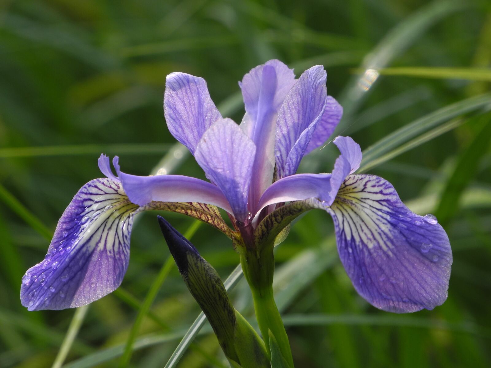 Nikon Coolpix P7000 sample photo. Flower, blue, iris photography