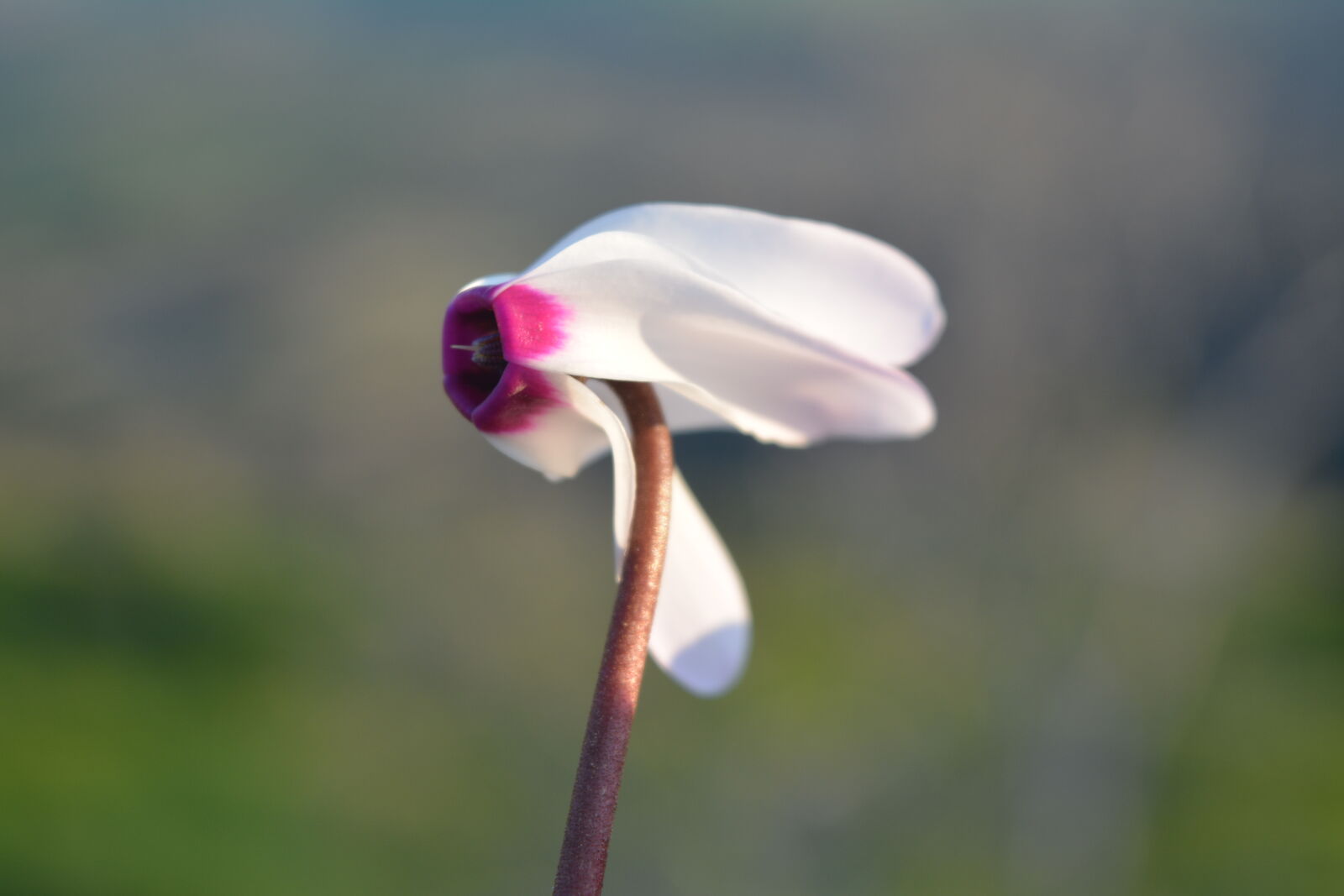 Nikon D5200 sample photo