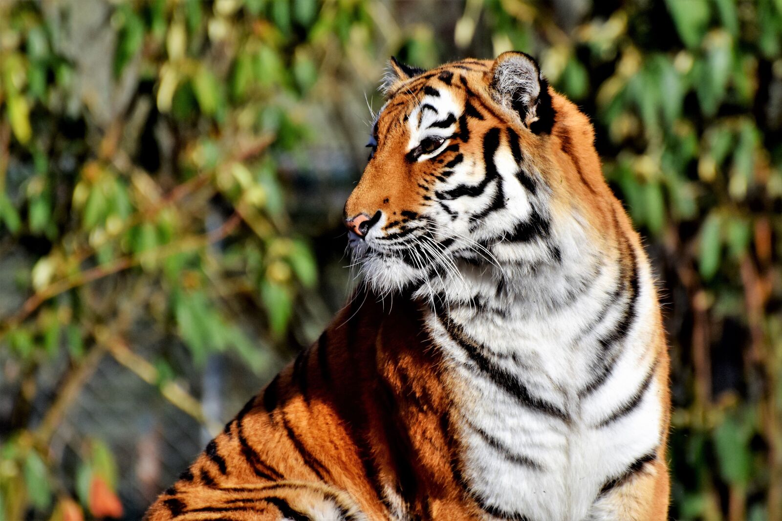 Nikon D7200 sample photo. Tiger, big cat, predator photography
