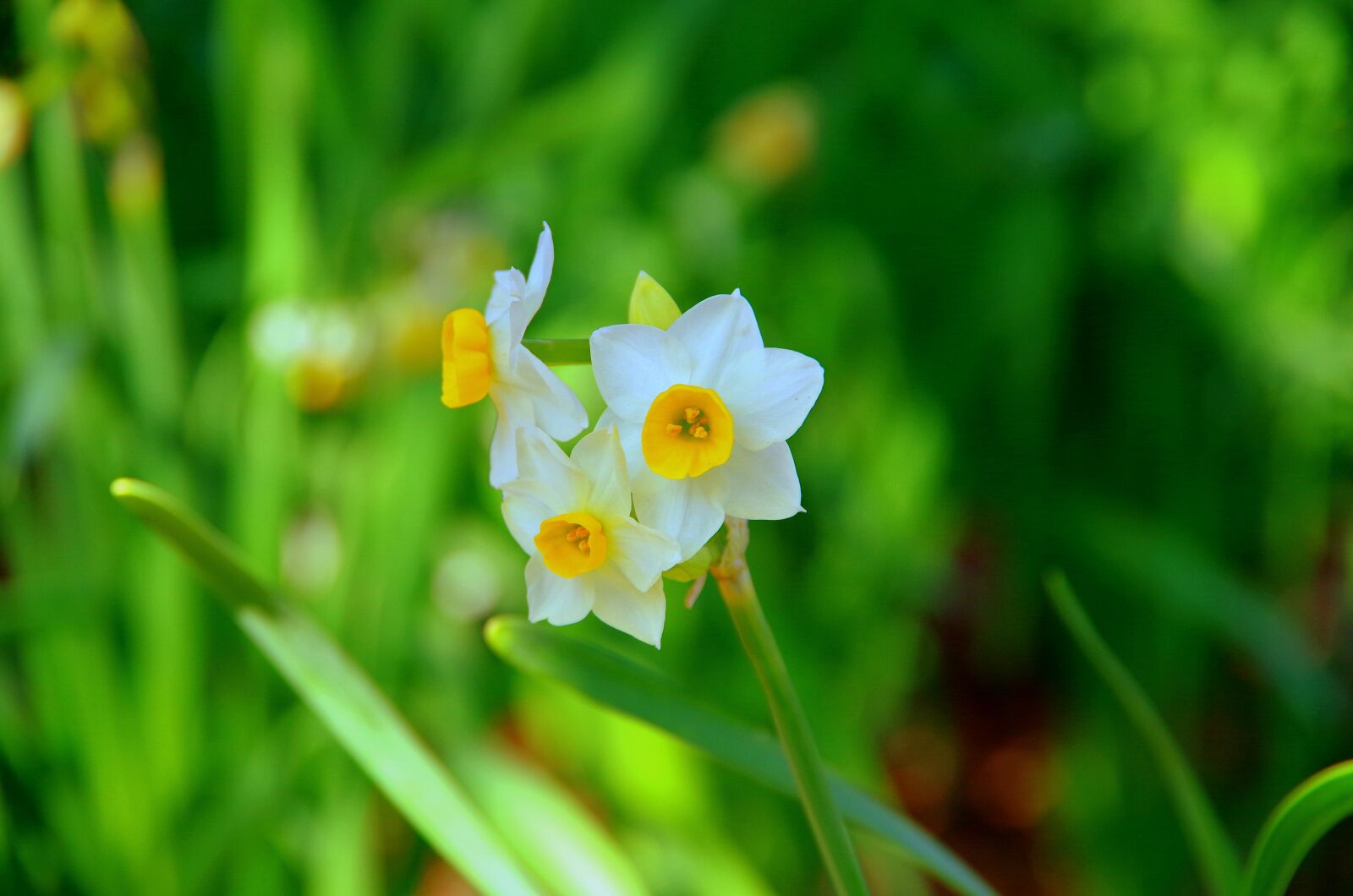 Pentax K-30 sample photo. Narcissus, japan, green photography