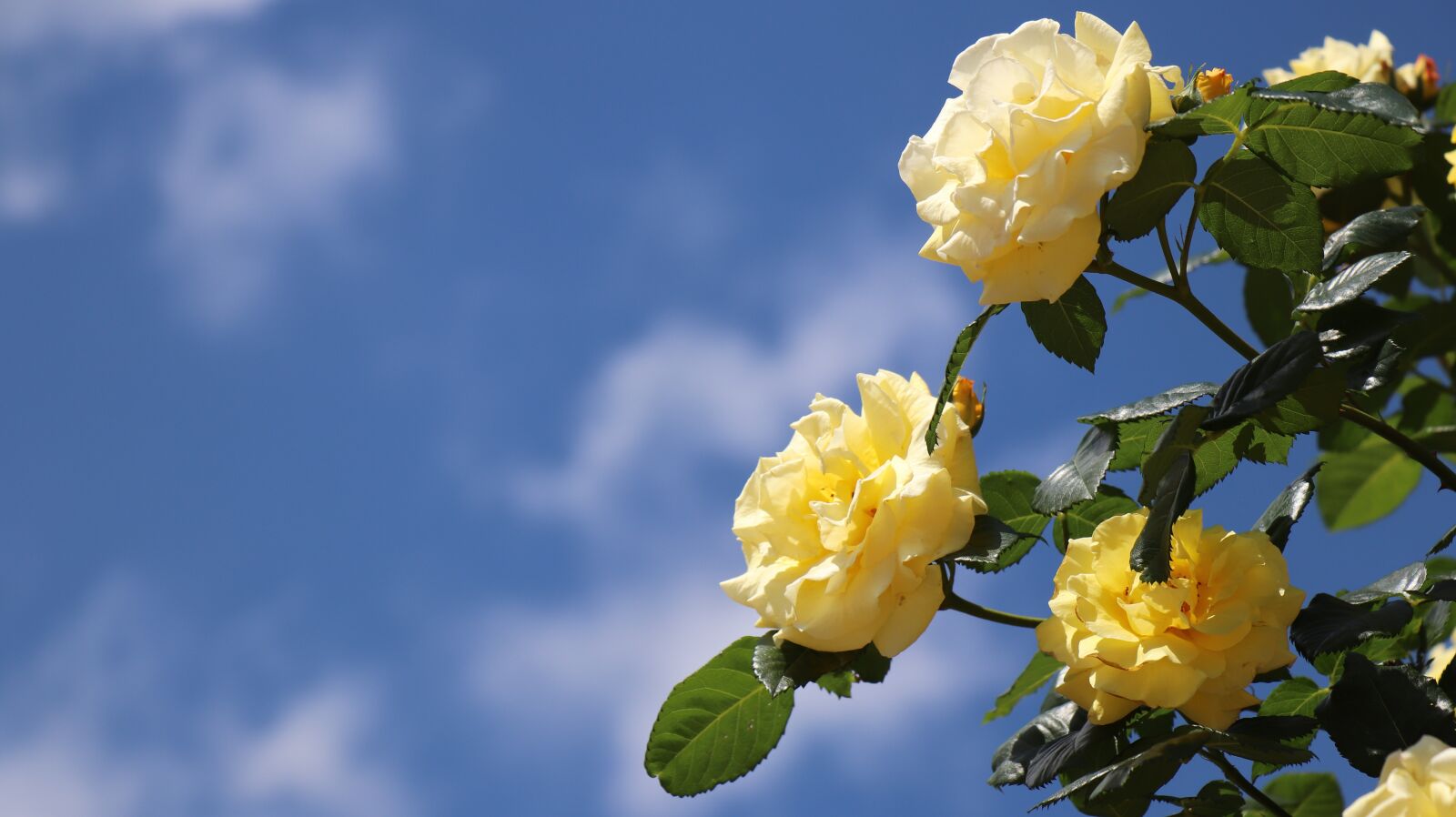 Canon EF-S 18-135mm F3.5-5.6 IS USM sample photo. Rose, flowers, beautiful photography
