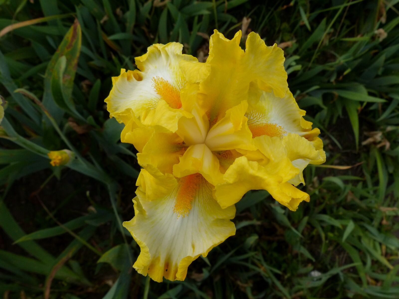 Panasonic Lumix DMC-FZ200 sample photo. Iris, flower, bloom photography