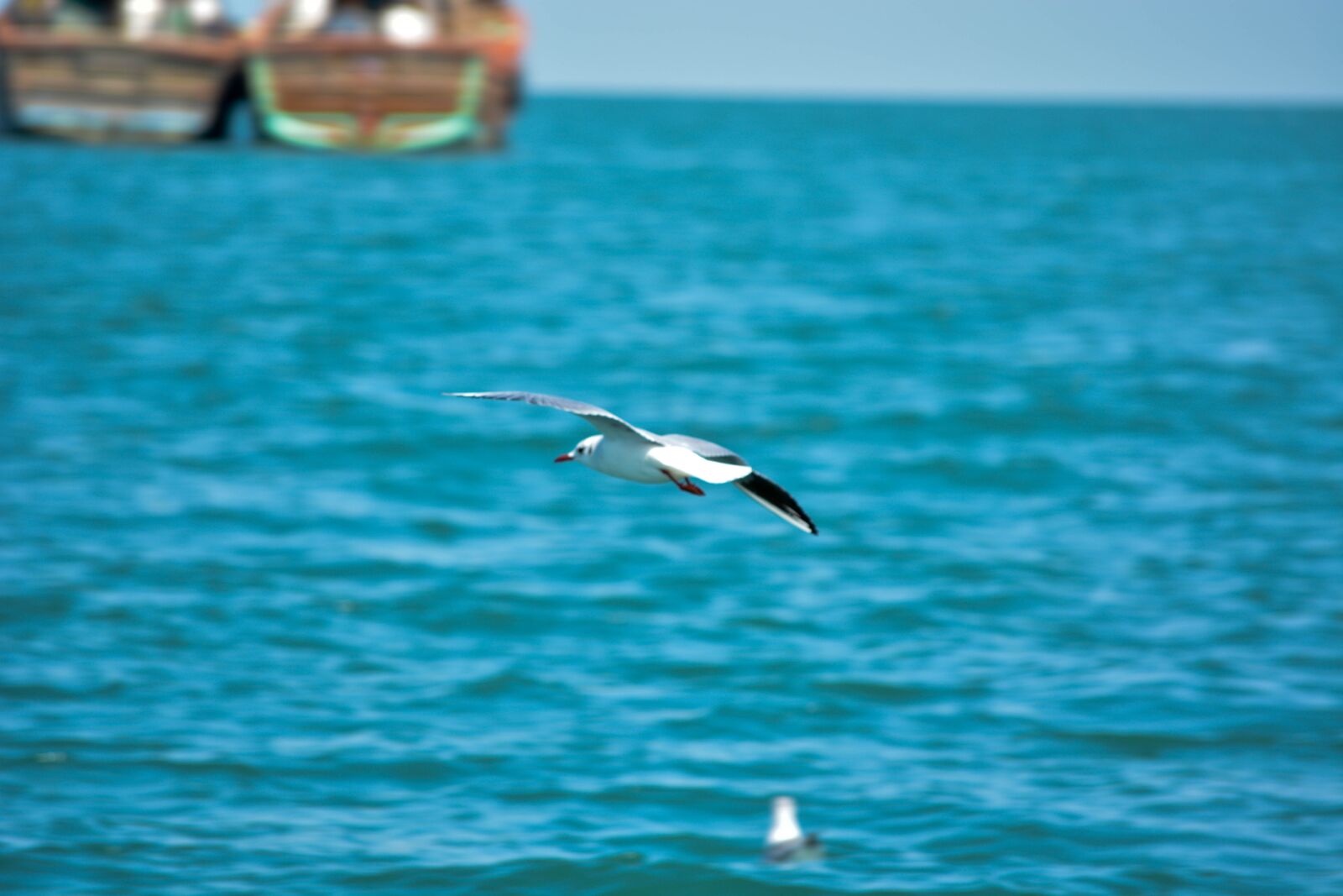 Nikon D5200 sample photo. White pigeon, sea, india photography