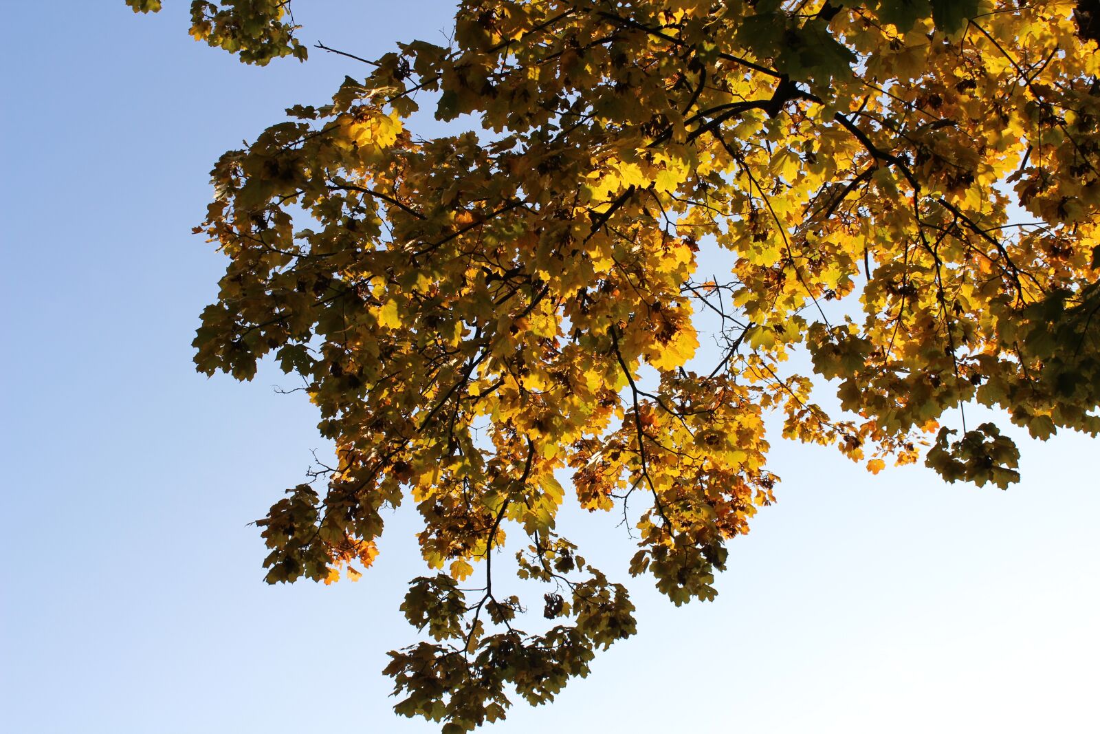 Canon EOS 600D (Rebel EOS T3i / EOS Kiss X5) sample photo. Yellow foliage, autumn, leaves photography
