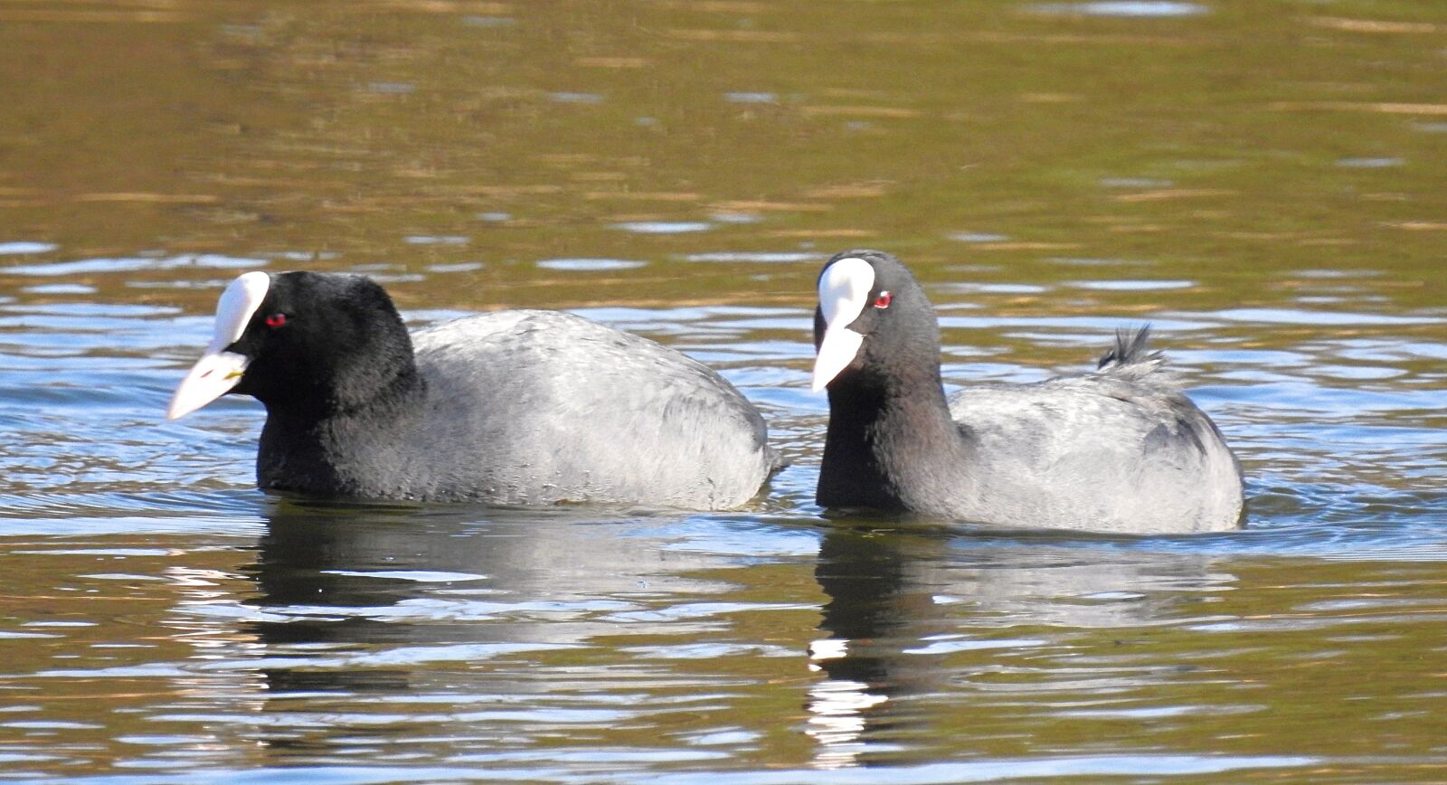 Nikon Coolpix P900 sample photo. Birds, nature, lake photography