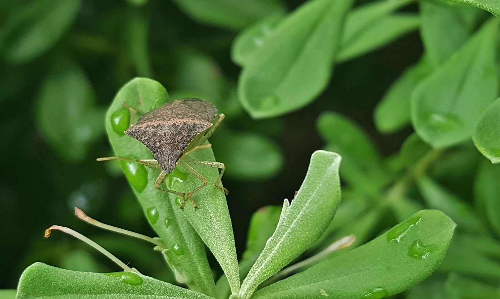 Samsung Galaxy Note5 sample photo. Bug, stink bug, brown photography