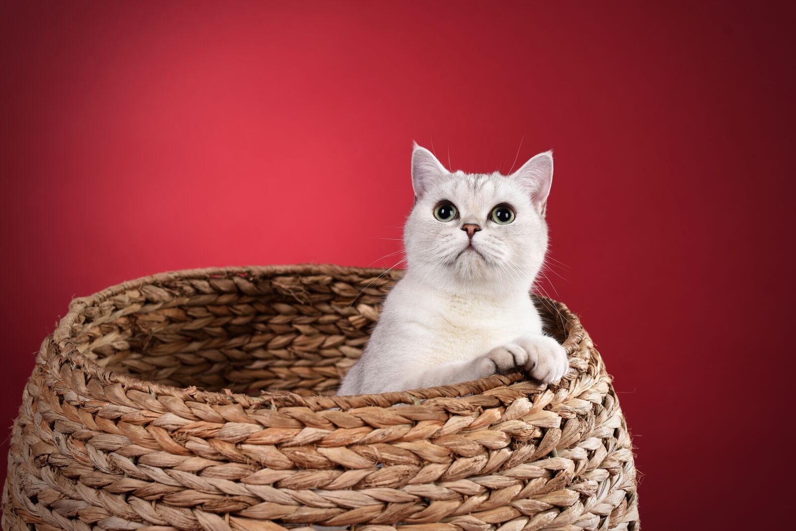 Nikon D750 sample photo. Pets, cat photography