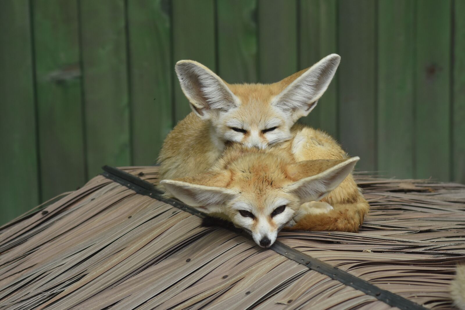 Nikon D7200 sample photo. Desert fox, zoo, animal photography