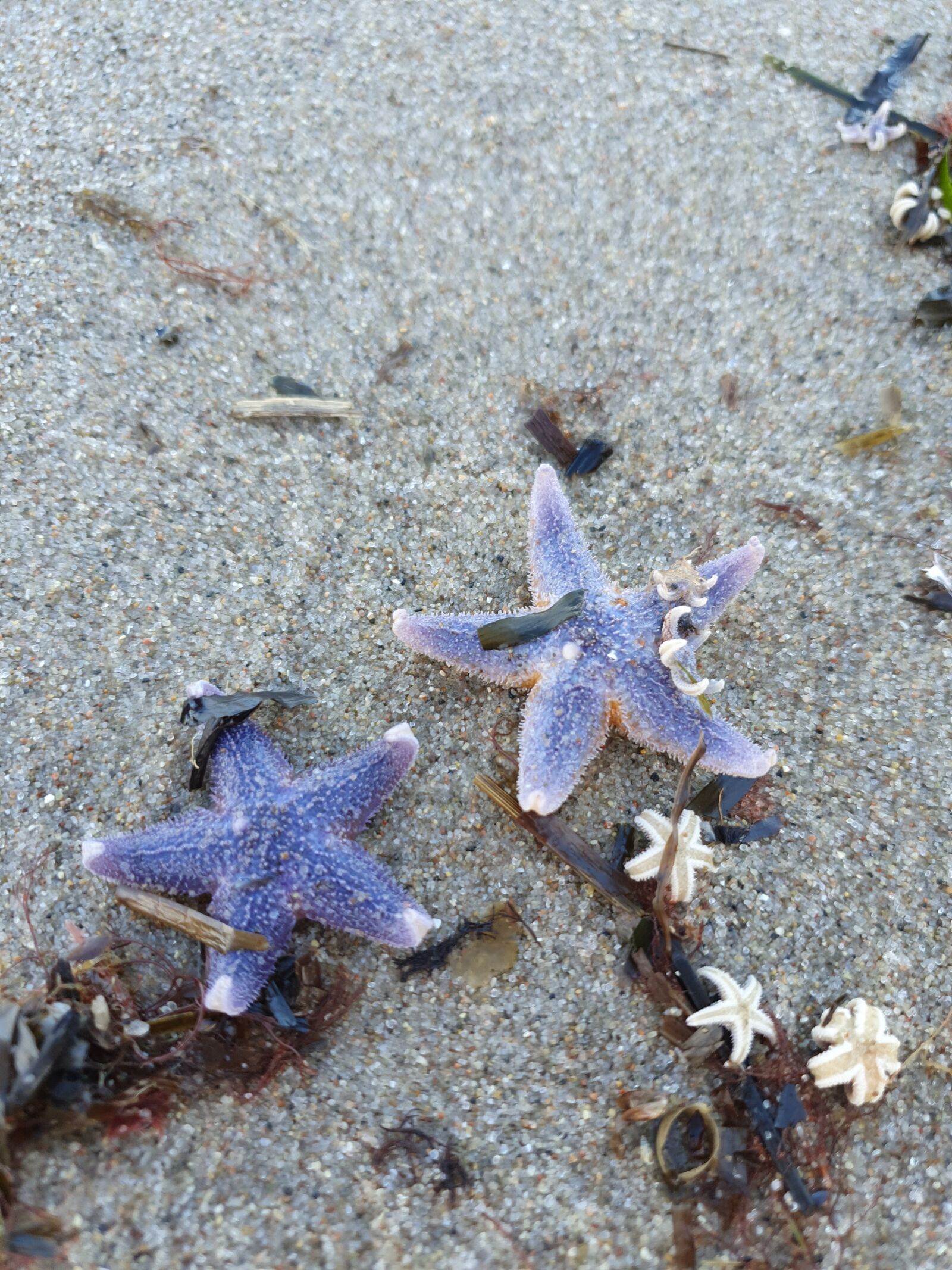 Samsung Galaxy S10+ sample photo. Starfish, baltic sea, sand photography