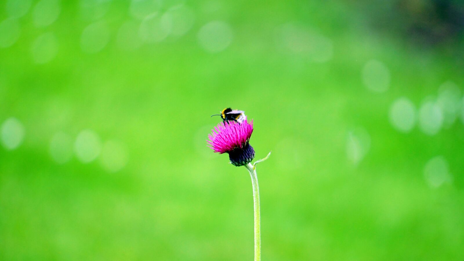 Sony E 55-210mm F4.5-6.3 OSS sample photo. Flower, bee, insect photography