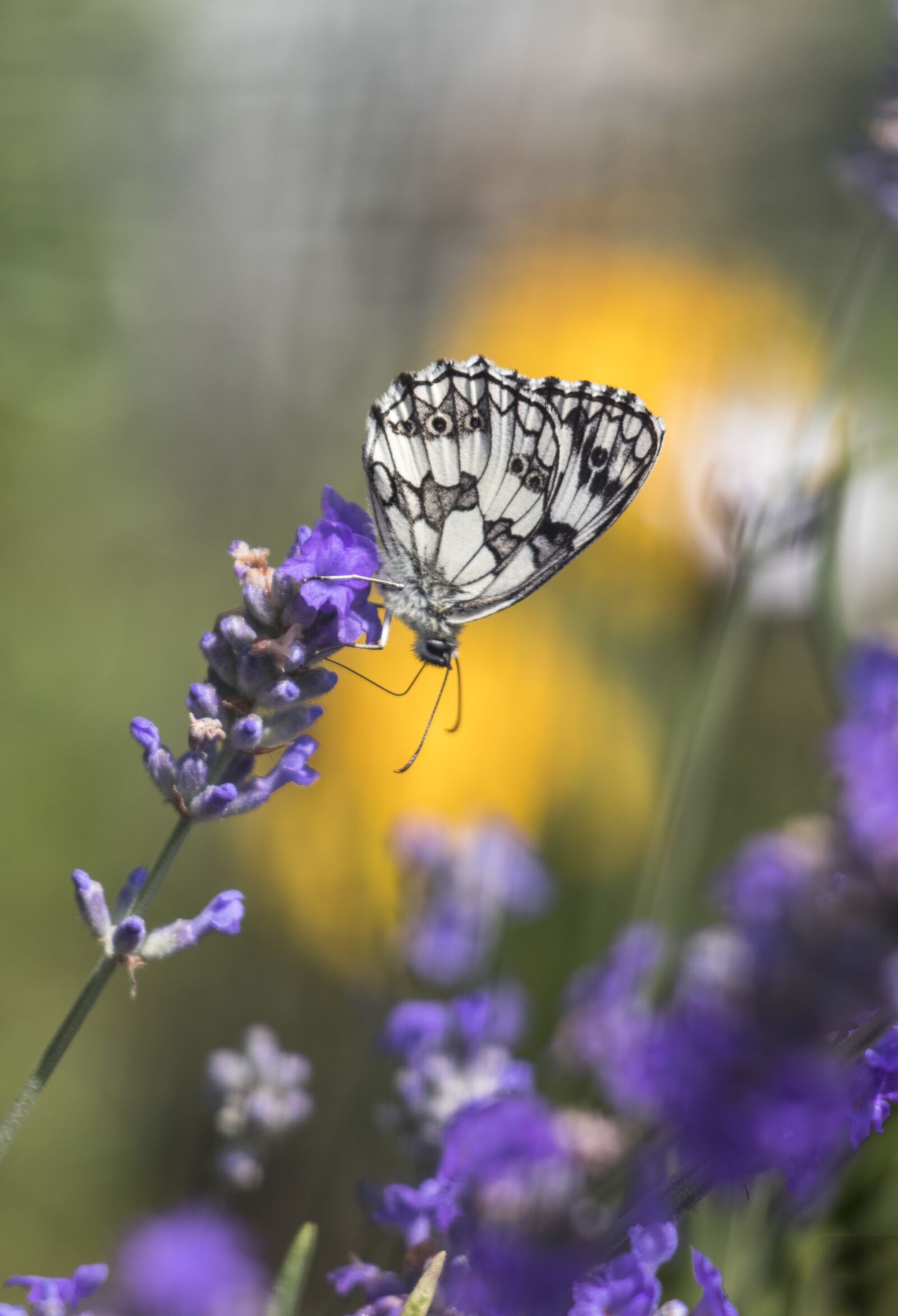 Canon EF 70-300 F4-5.6 IS II USM sample photo. Butterfly, flower, nature photography
