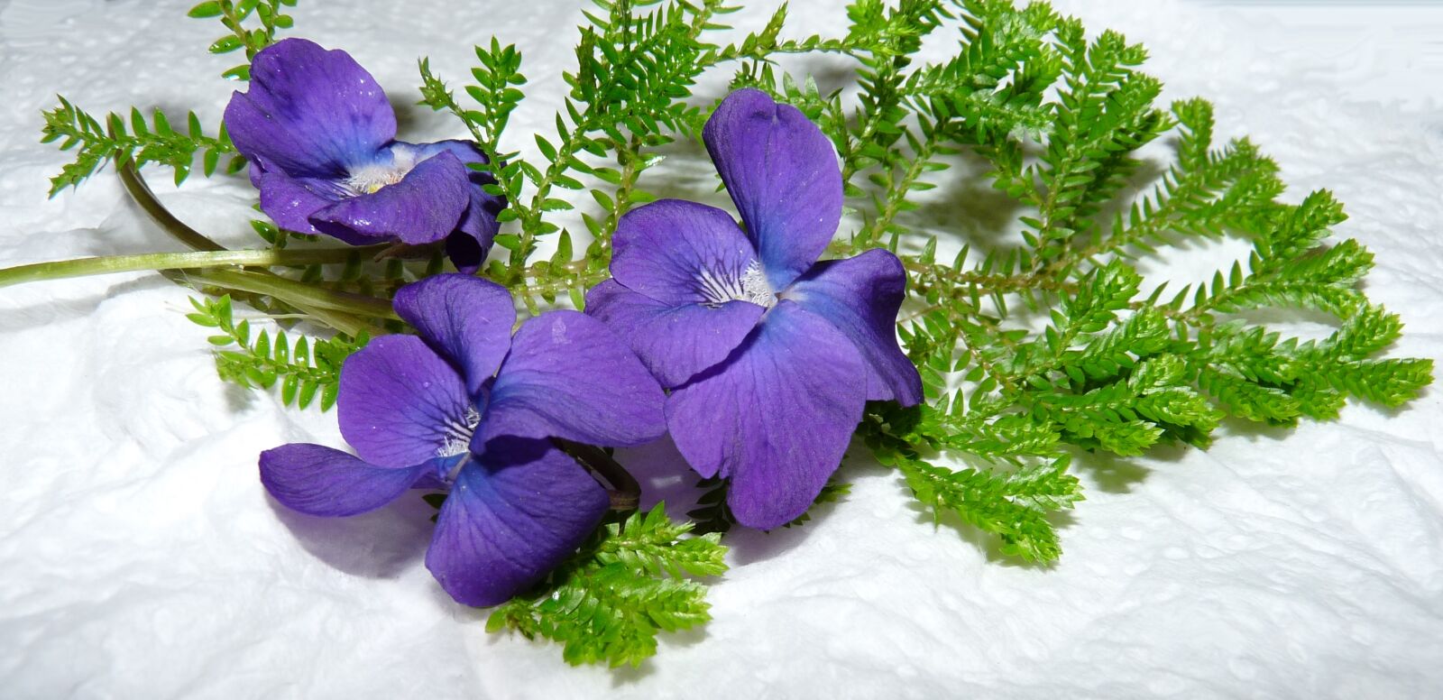 Panasonic Lumix DMC-FZ28 sample photo. Violets, flowers, fern photography
