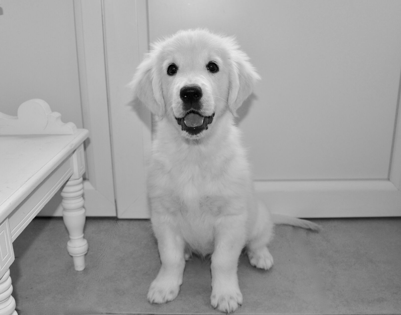 Nikon D5200 sample photo. Photo black white, dog photography