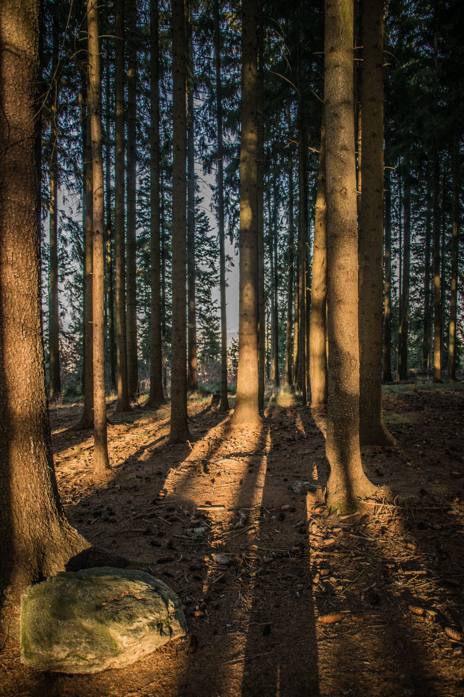 Nikon D5300 sample photo. Forest, trees, light photography